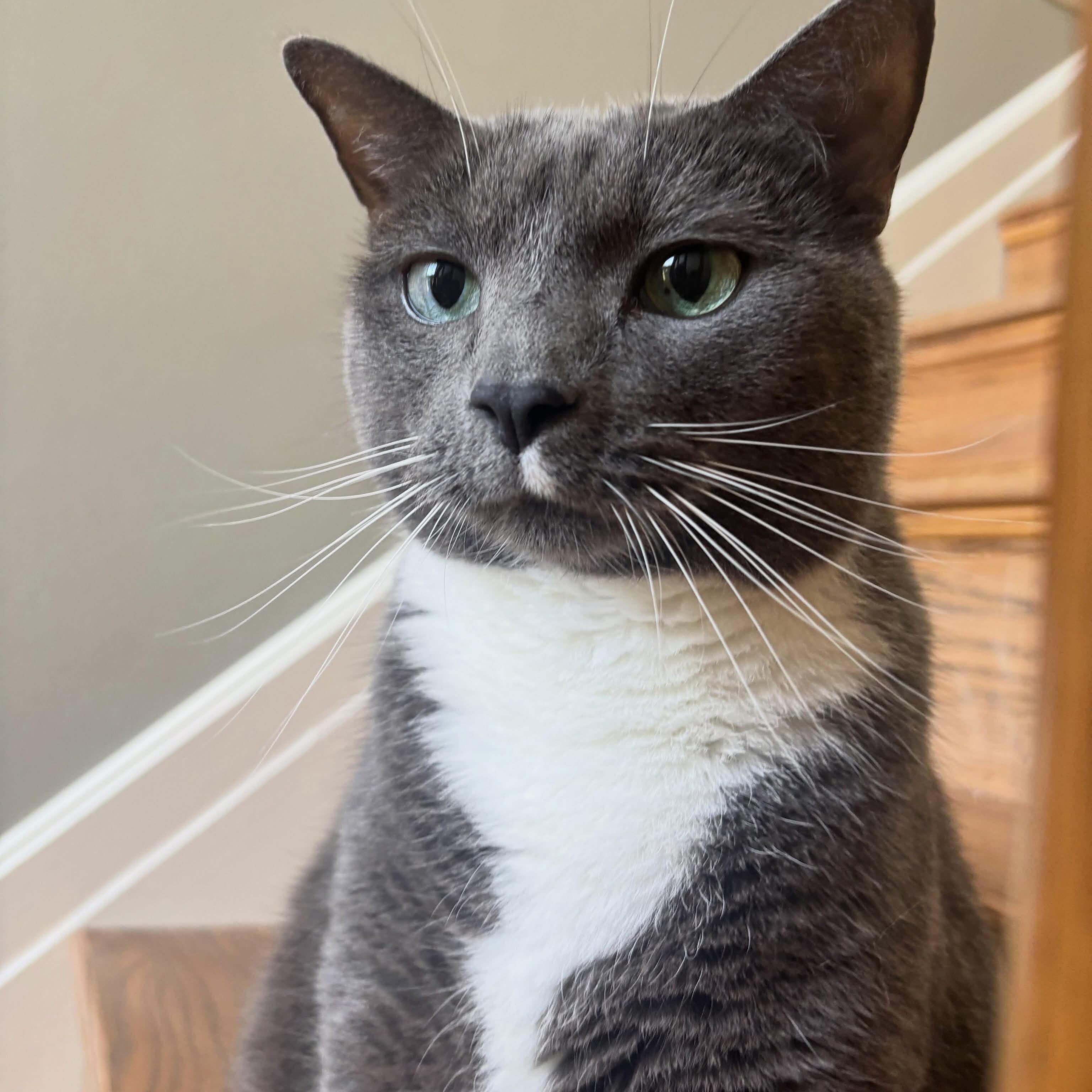 Enlarge Mittens-Bonded with Bilbo Baggins - Courtesy Post, a Adoptable Russian Blue in Frederick, MD image 1/5