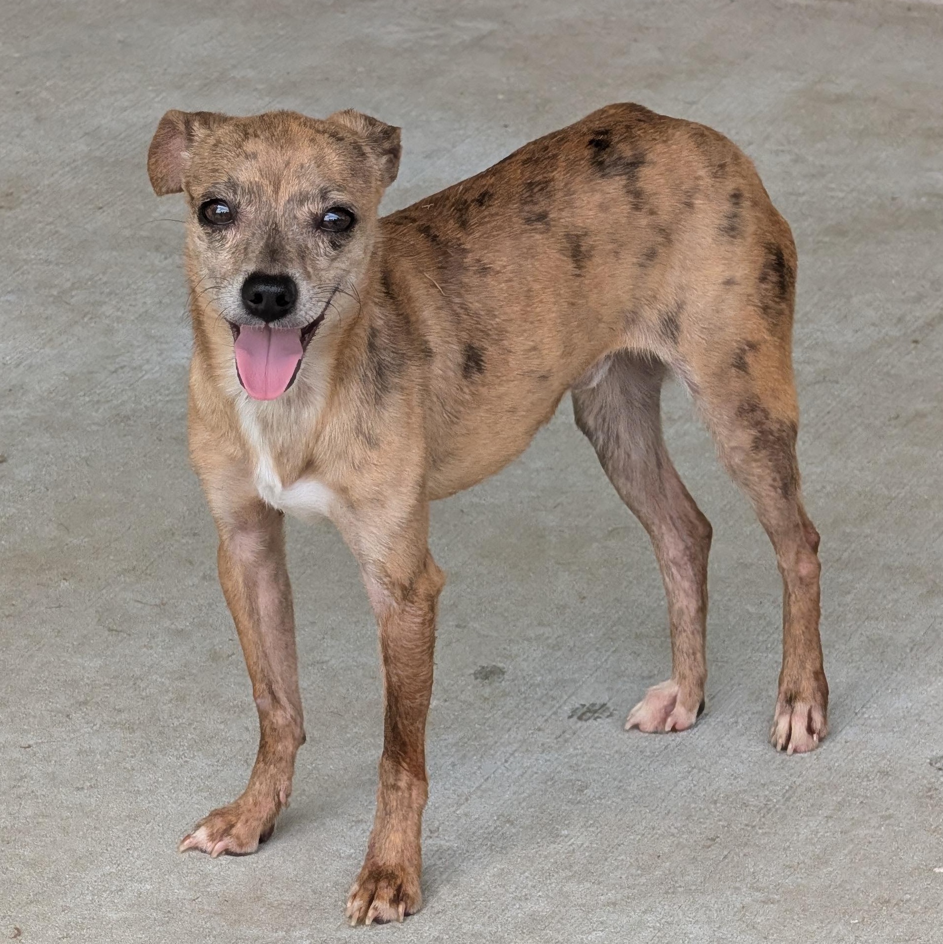Moochie, a Adoptable mixed breed in Baton Rouge, LA image 6/6
