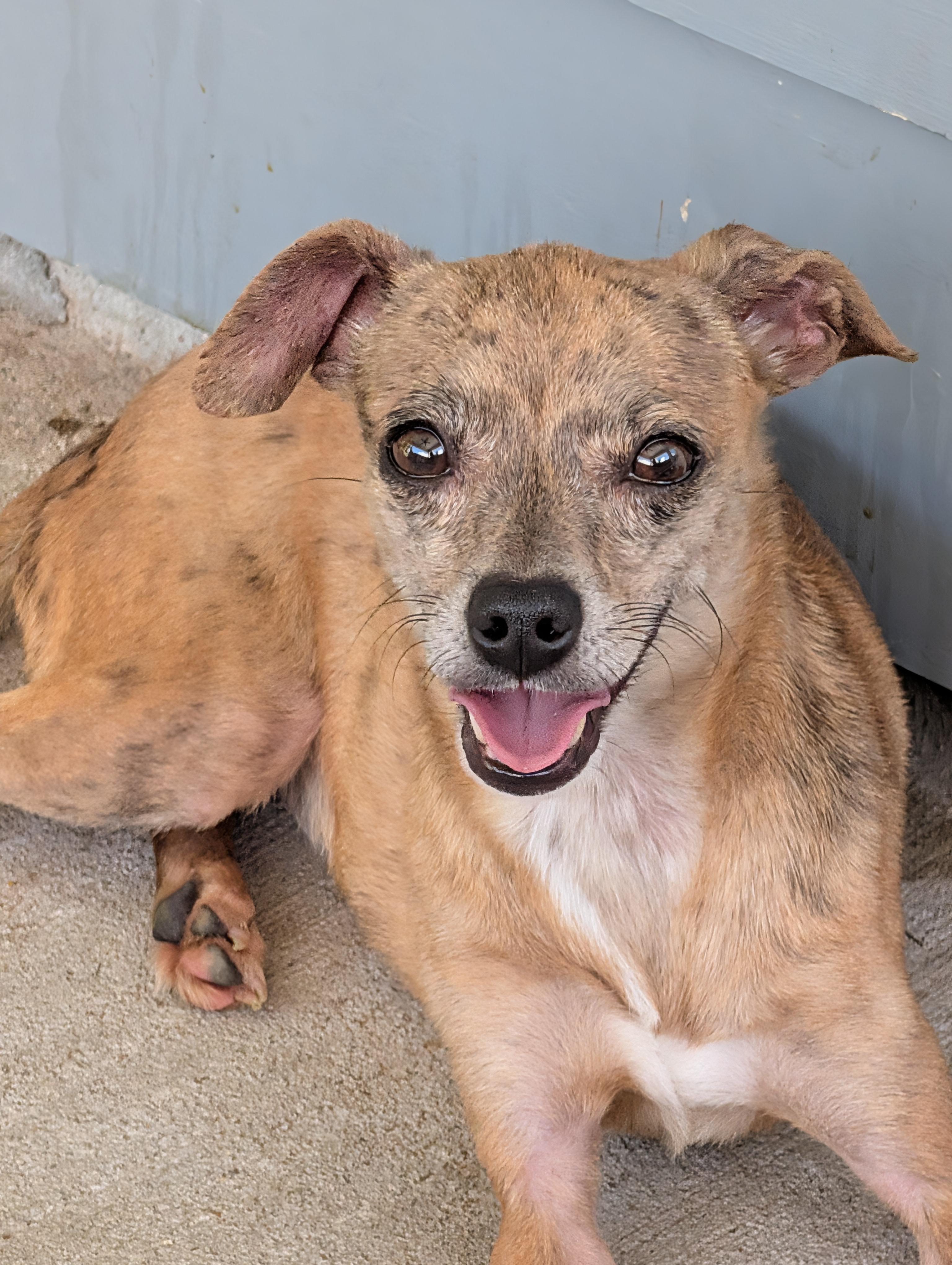 Moochie, a Adoptable mixed breed in Baton Rouge, LA image 1/6