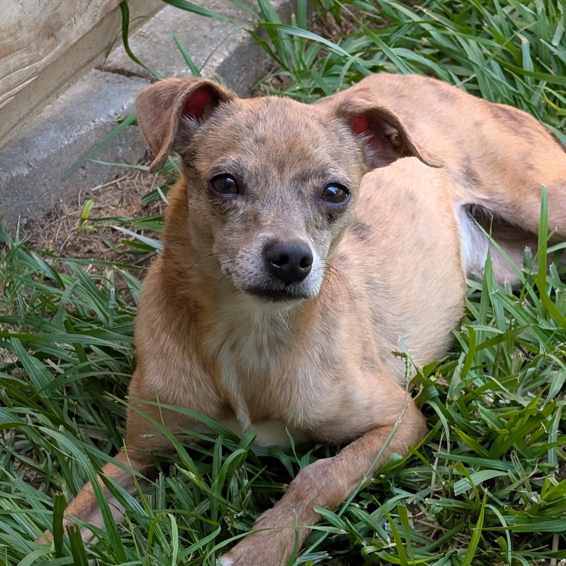 Moochie, a Adoptable mixed breed in Baton Rouge, LA image 3/6