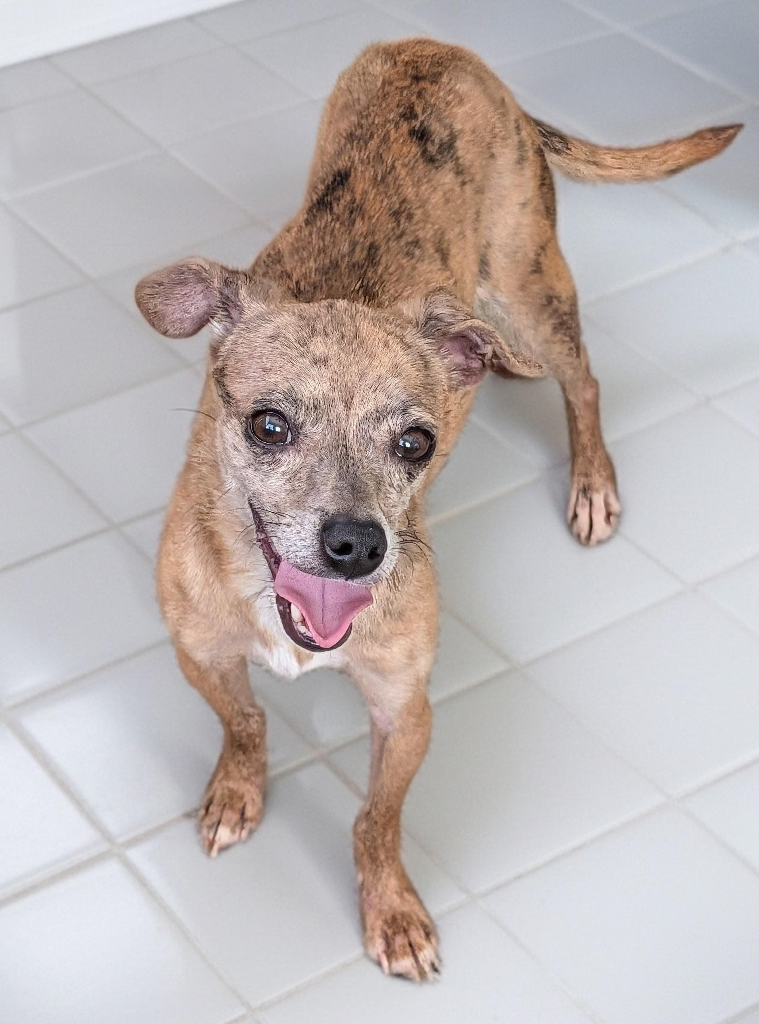 Moochie, a Adoptable mixed breed in Baton Rouge, LA image 4/6