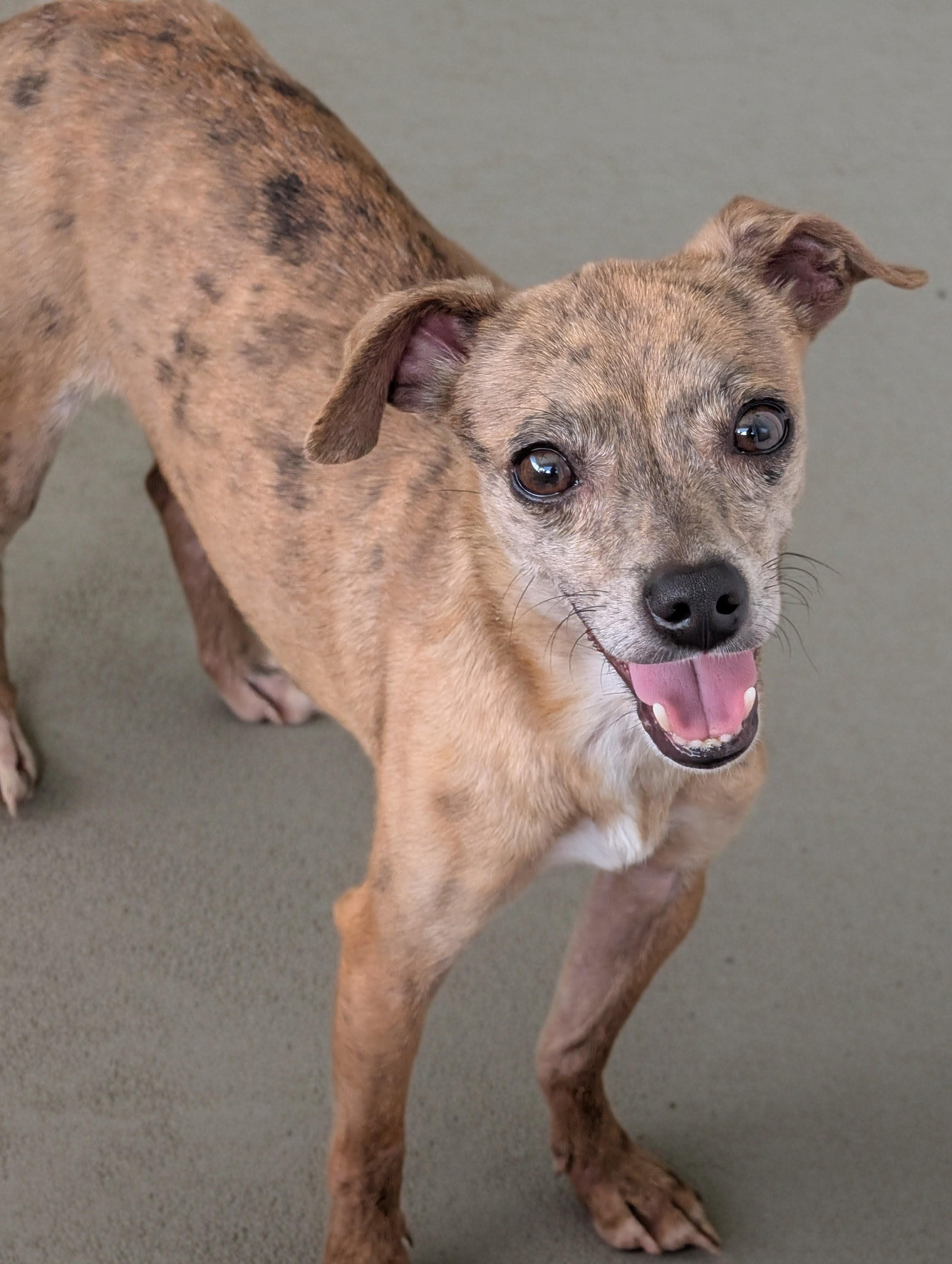 Moochie, a Adoptable mixed breed in Baton Rouge, LA image 5/6