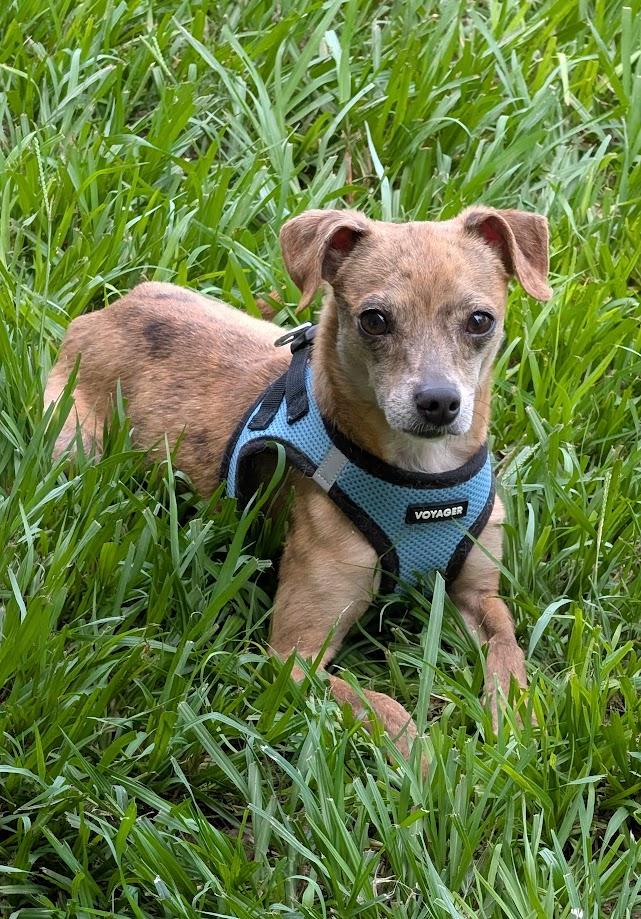 Moochie, a Adoptable mixed breed in Baton Rouge, LA image 2/4