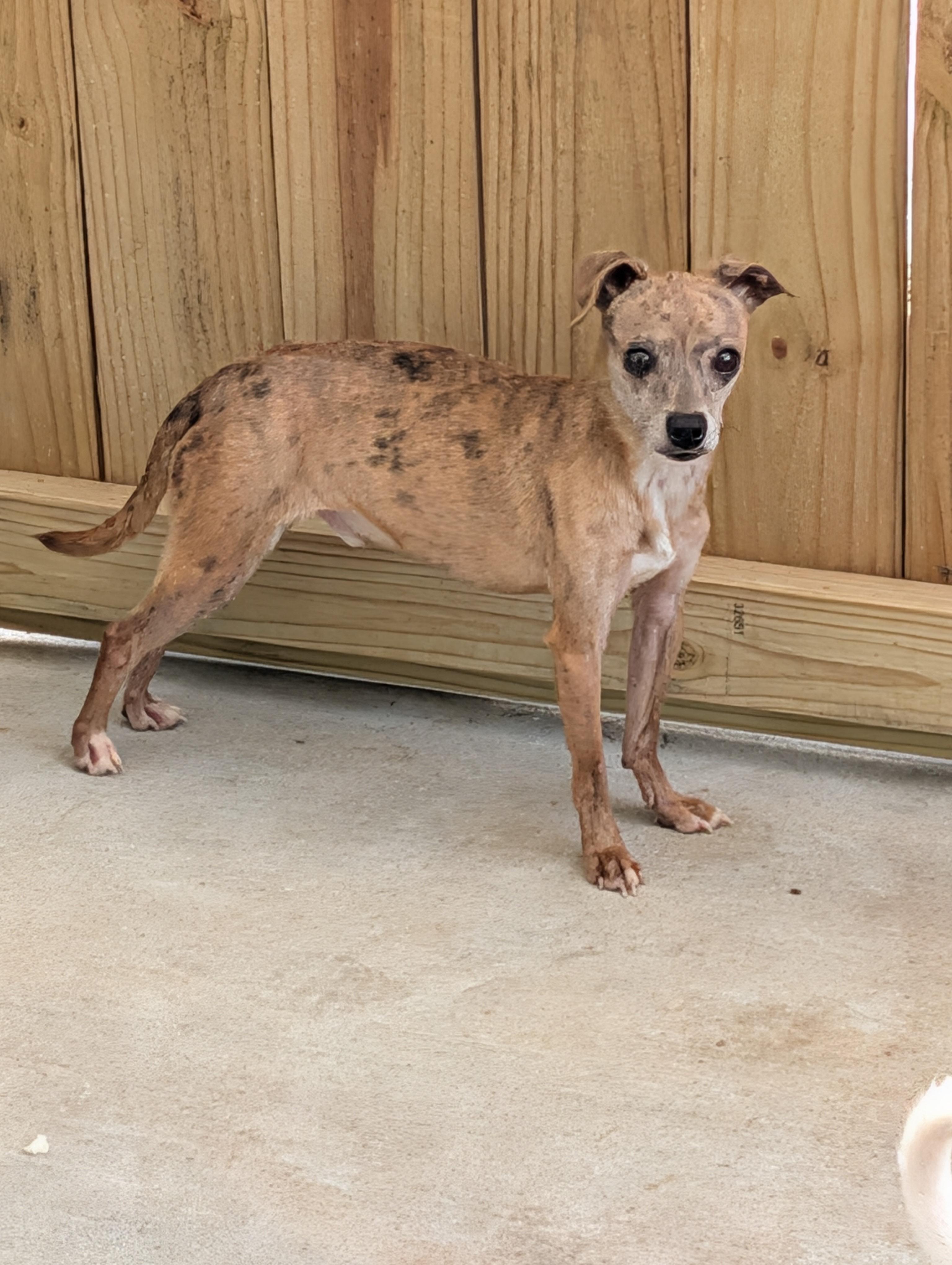 Moochie, a Adoptable mixed breed in Baton Rouge, LA image 2/6