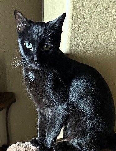 Enlarge Inky, a Adoptable mixed breed in Anthem, AZ image 1/2