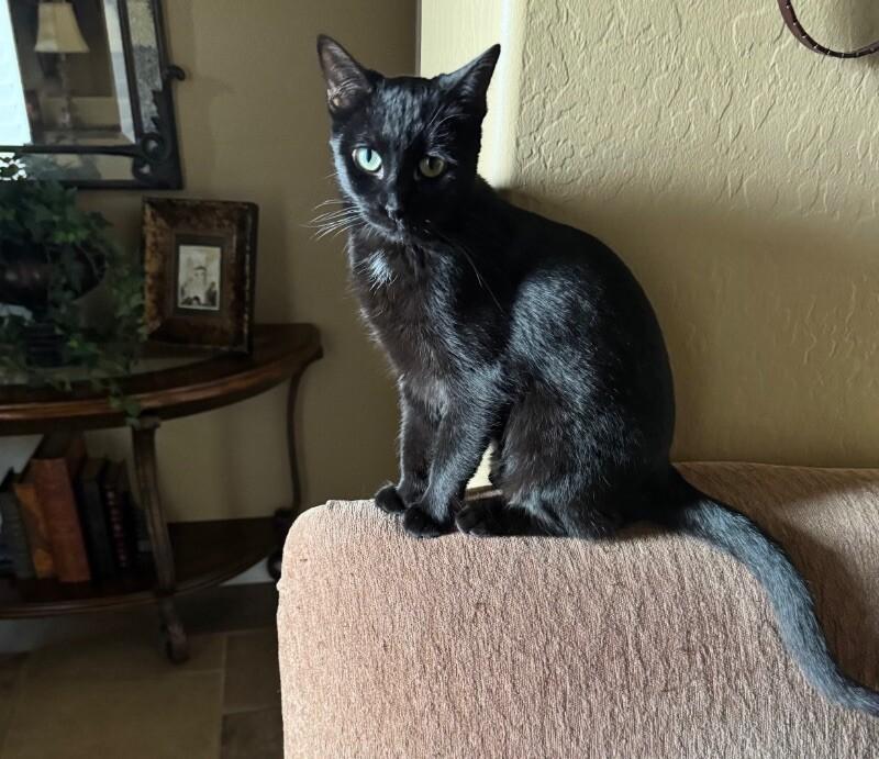 Enlarge Inky, a Adoptable mixed breed in Anthem, AZ image 2/2