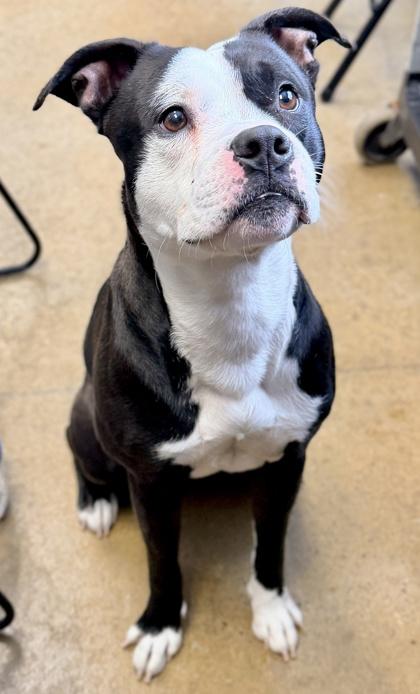 Draco, a Adoptable mixed breed in Cincinnati, OH image 2/3