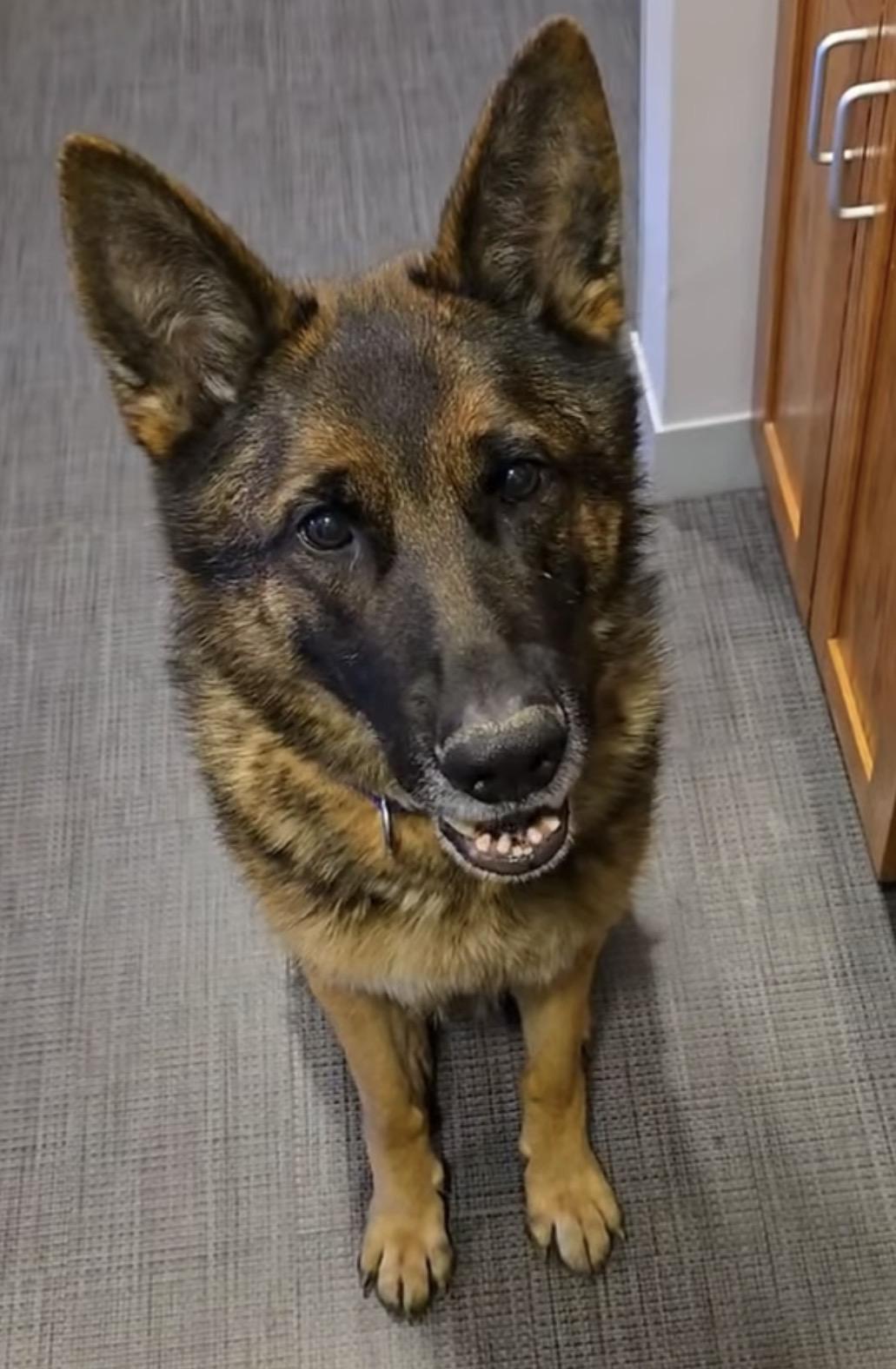 Dante, adopted, Adult Male German Shepherd Dog.