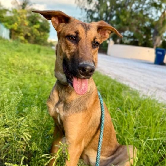 Gabriela, adopted, Young Female Shepherd.
