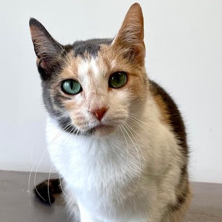 Petunia