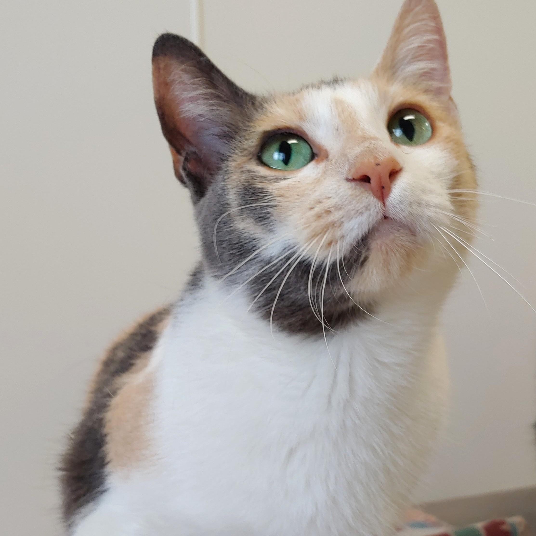 Petunia