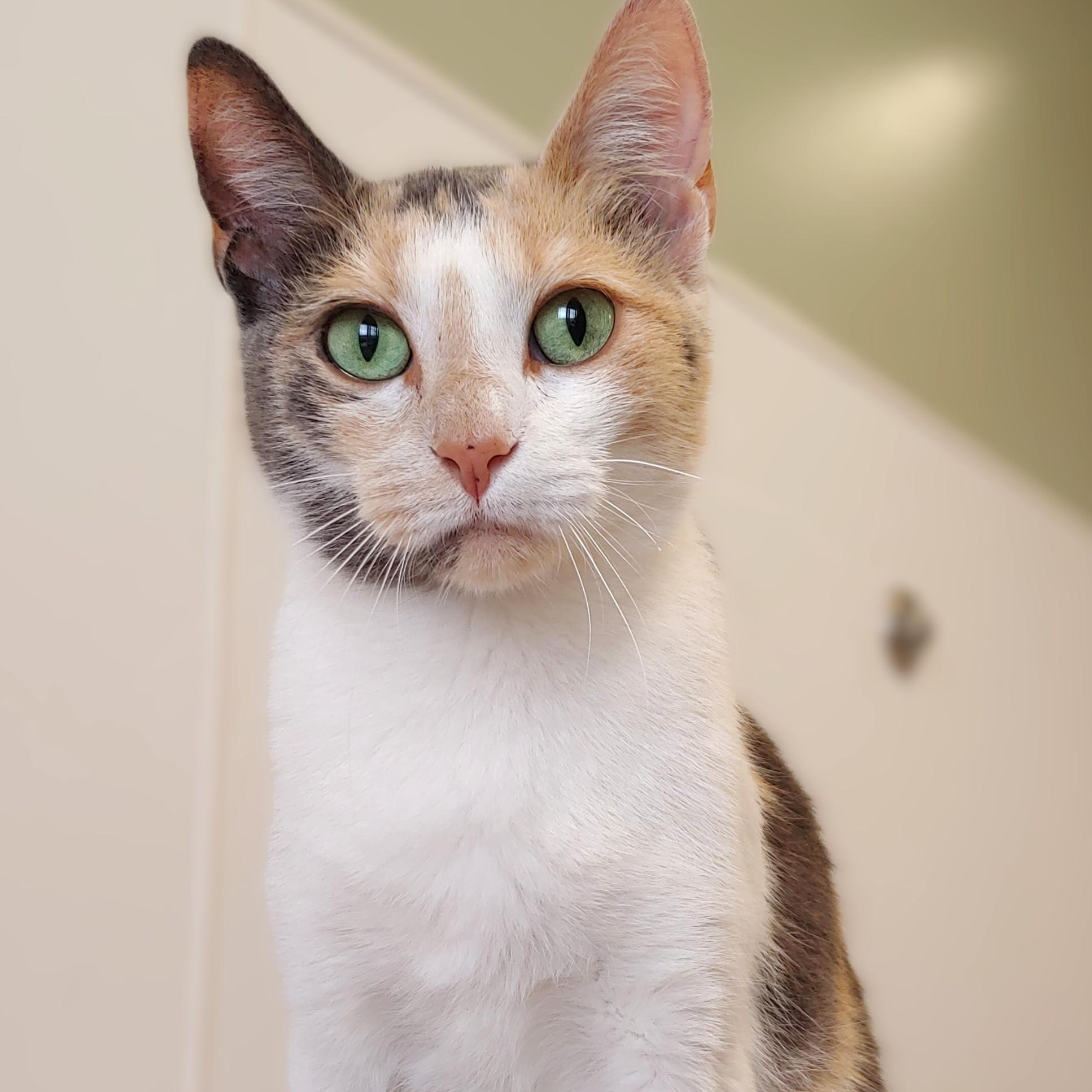 Petunia