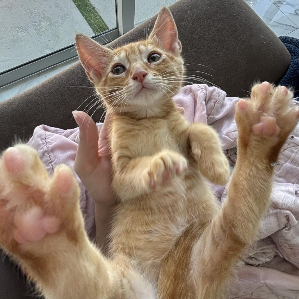 Enlarge Harry, a ADOPTABLE Domestic Short Hair in Parkland, FL image 2/4