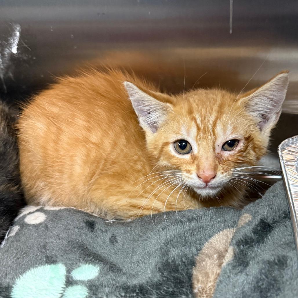 Harry, ADOPTABLE, Young Male Domestic Short Hair.