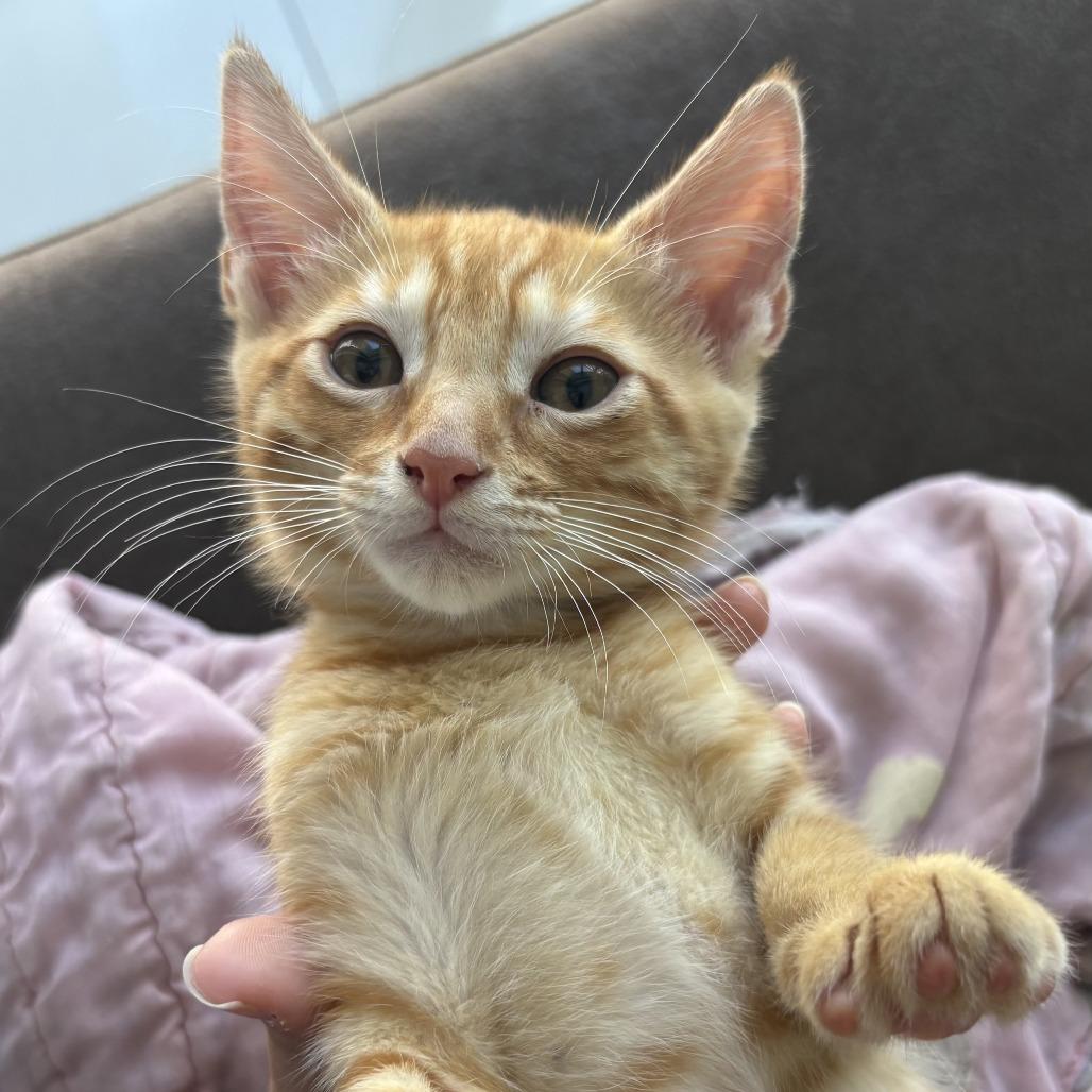 Harry, ADOPTABLE, Young Male Domestic Short Hair.