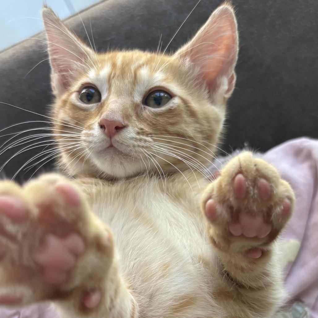 Enlarge Harry, a ADOPTABLE Domestic Short Hair in Parkland, FL image 3/4