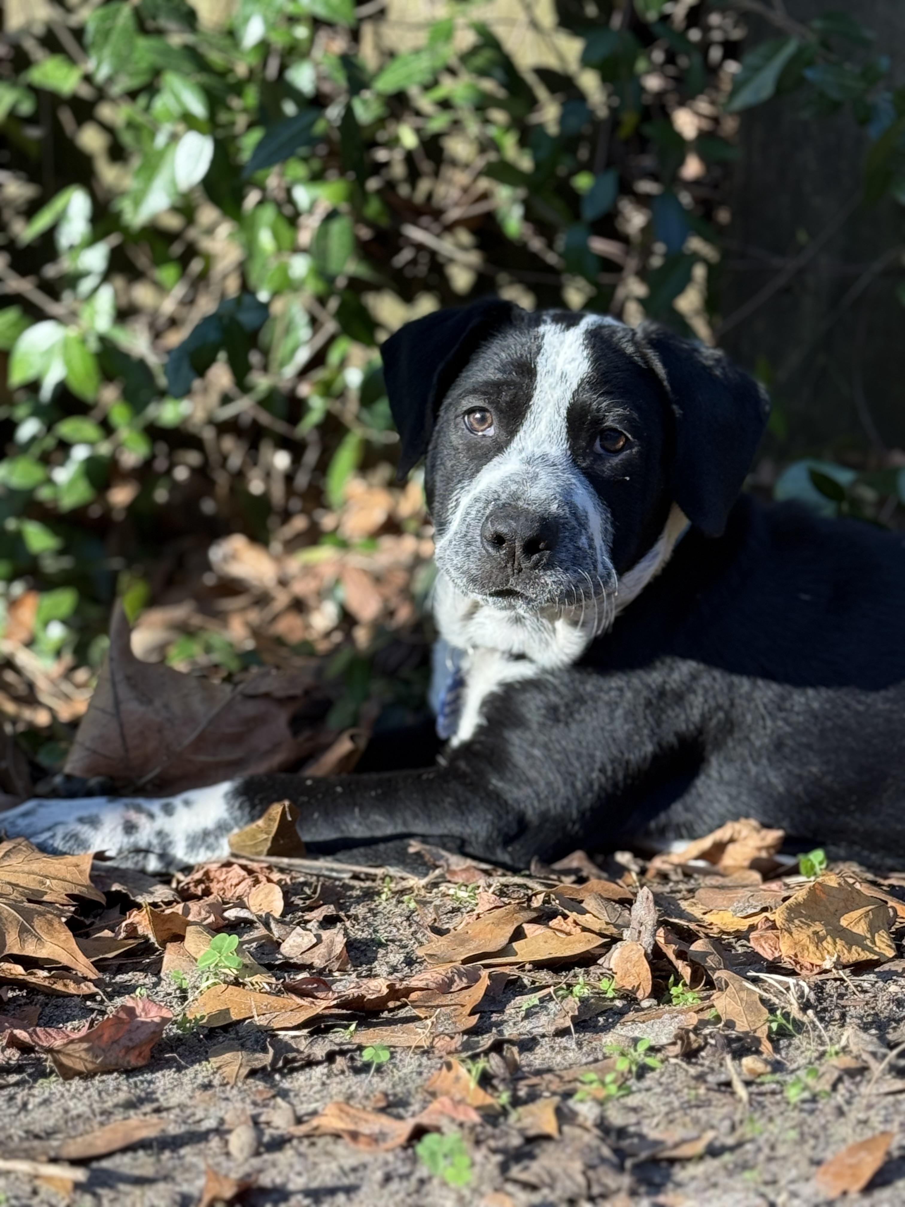 Zorro, a ADOPTABLE mixed breed in Tallahassee, FL image 3/5