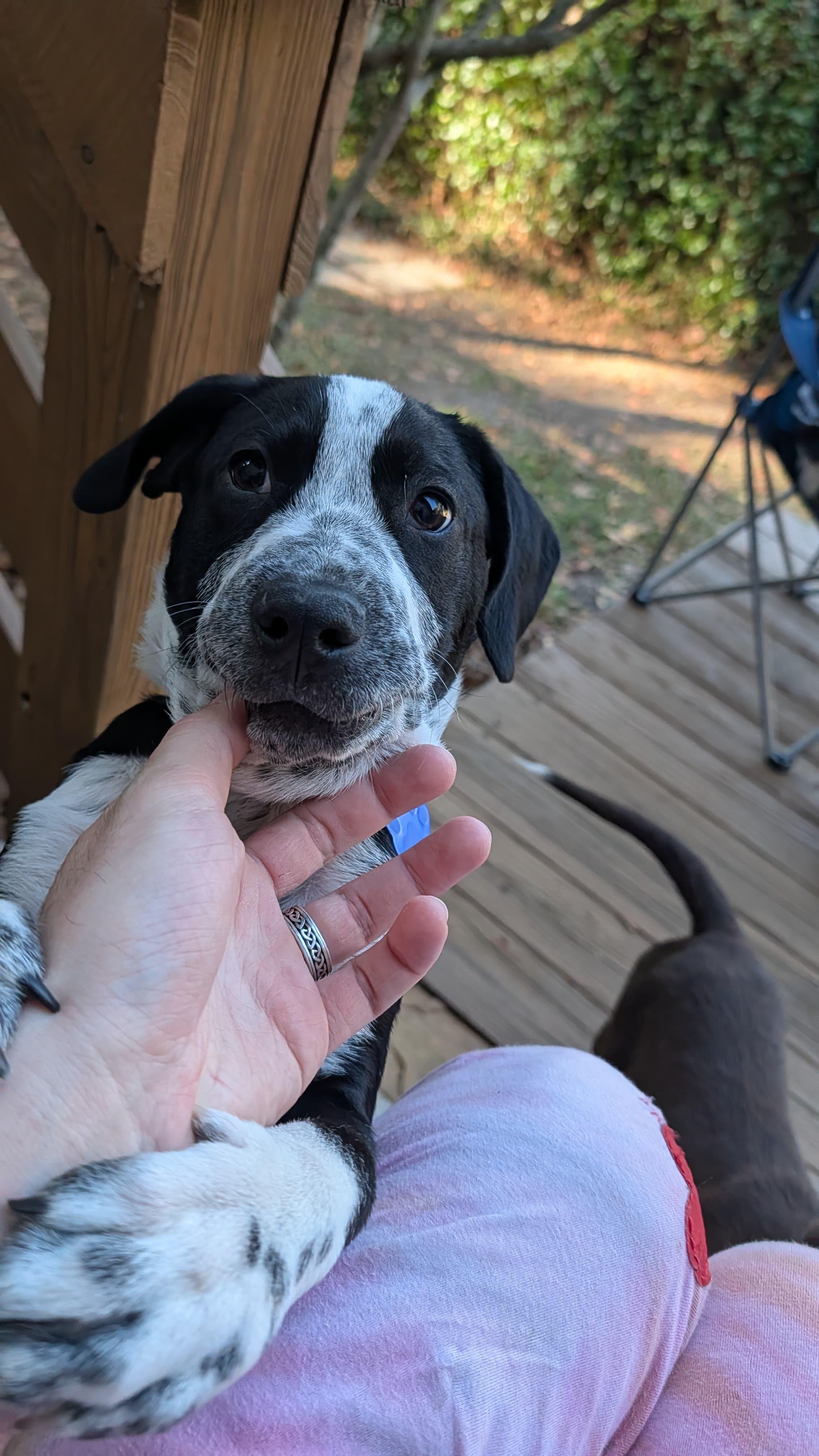 Zorro, a ADOPTABLE mixed breed in Tallahassee, FL image 5/5