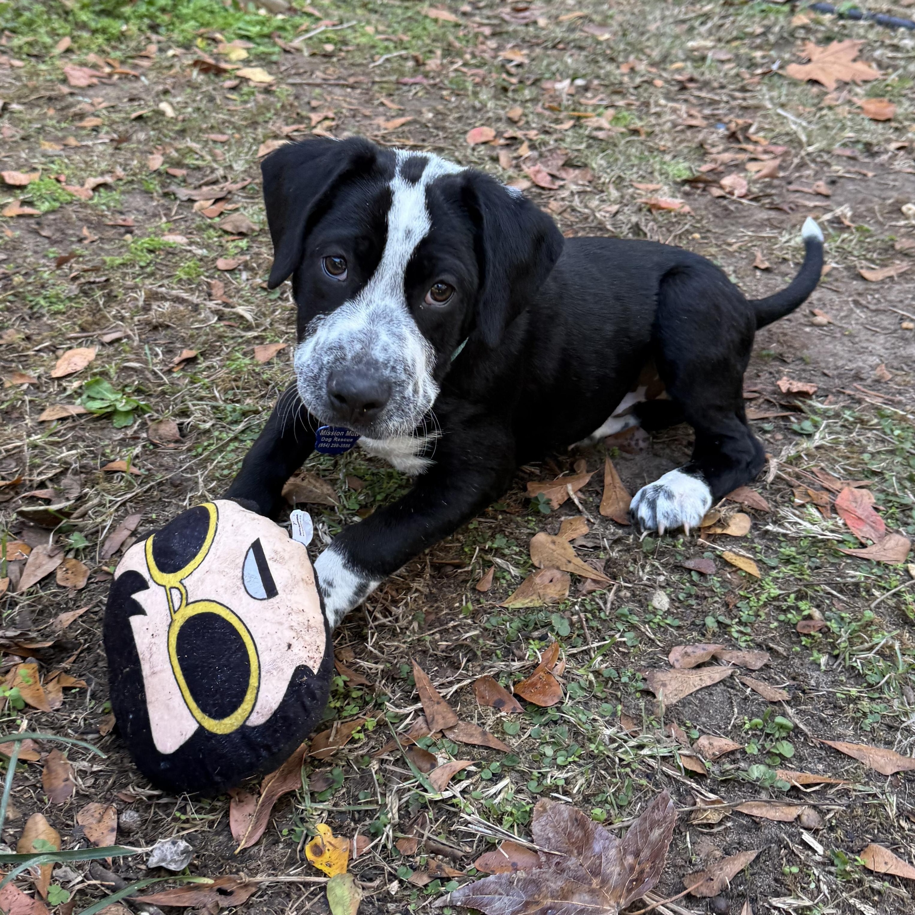 Zorro, a ADOPTABLE mixed breed in Tallahassee, FL image 1/5