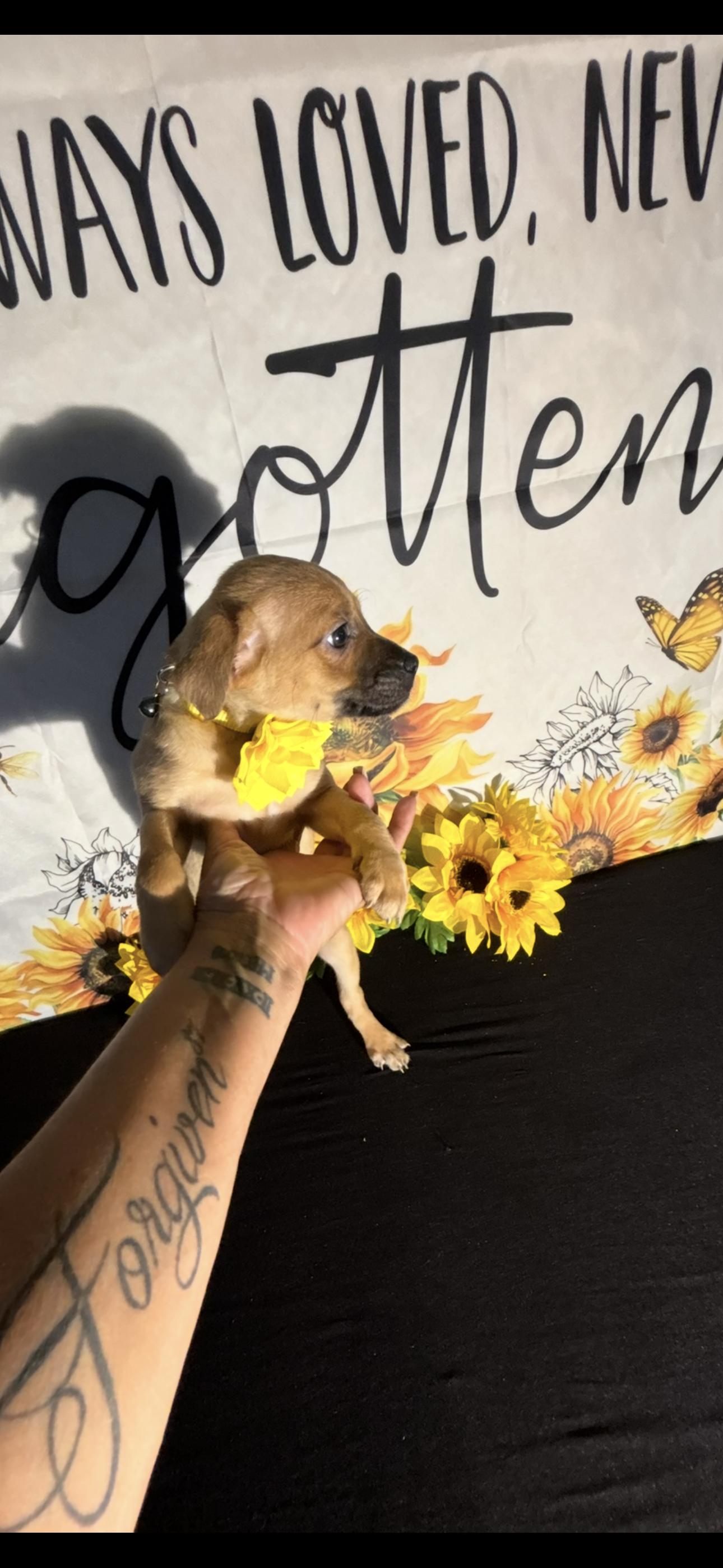 Nelly Jean, an adopted mixed breed in Cottonwood, CA image 4/5
