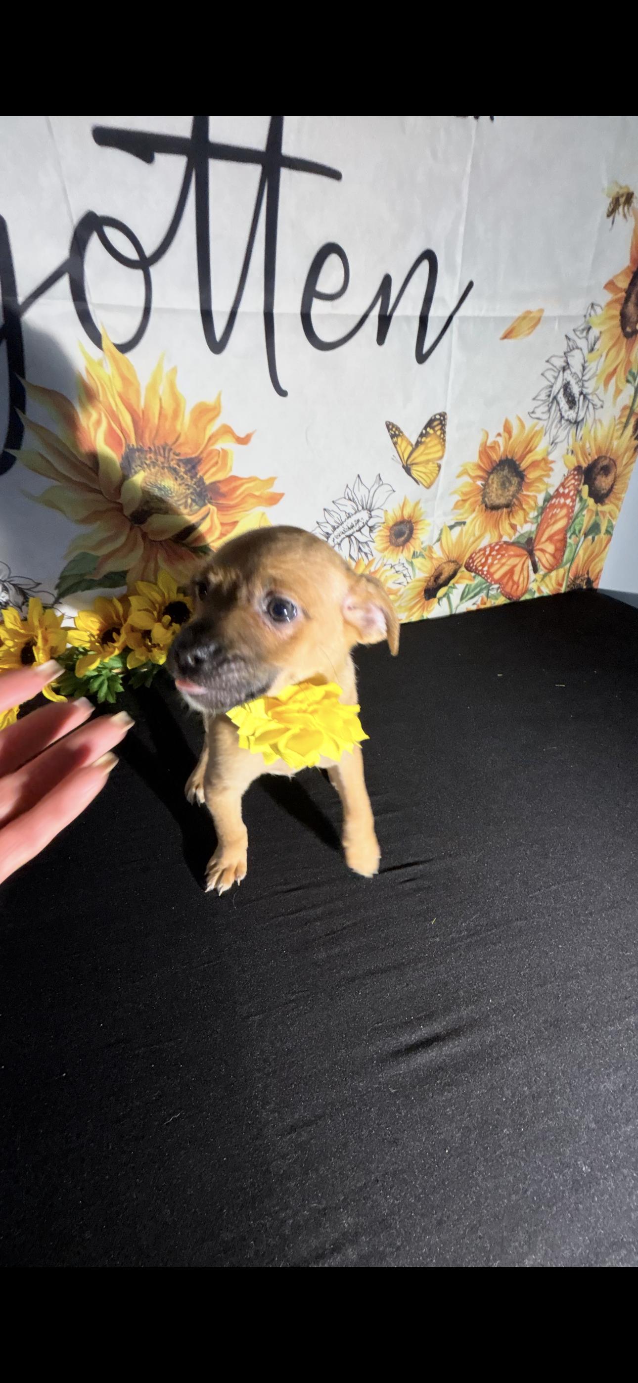 Nelly Jean, an adopted mixed breed in Cottonwood, CA image 3/5