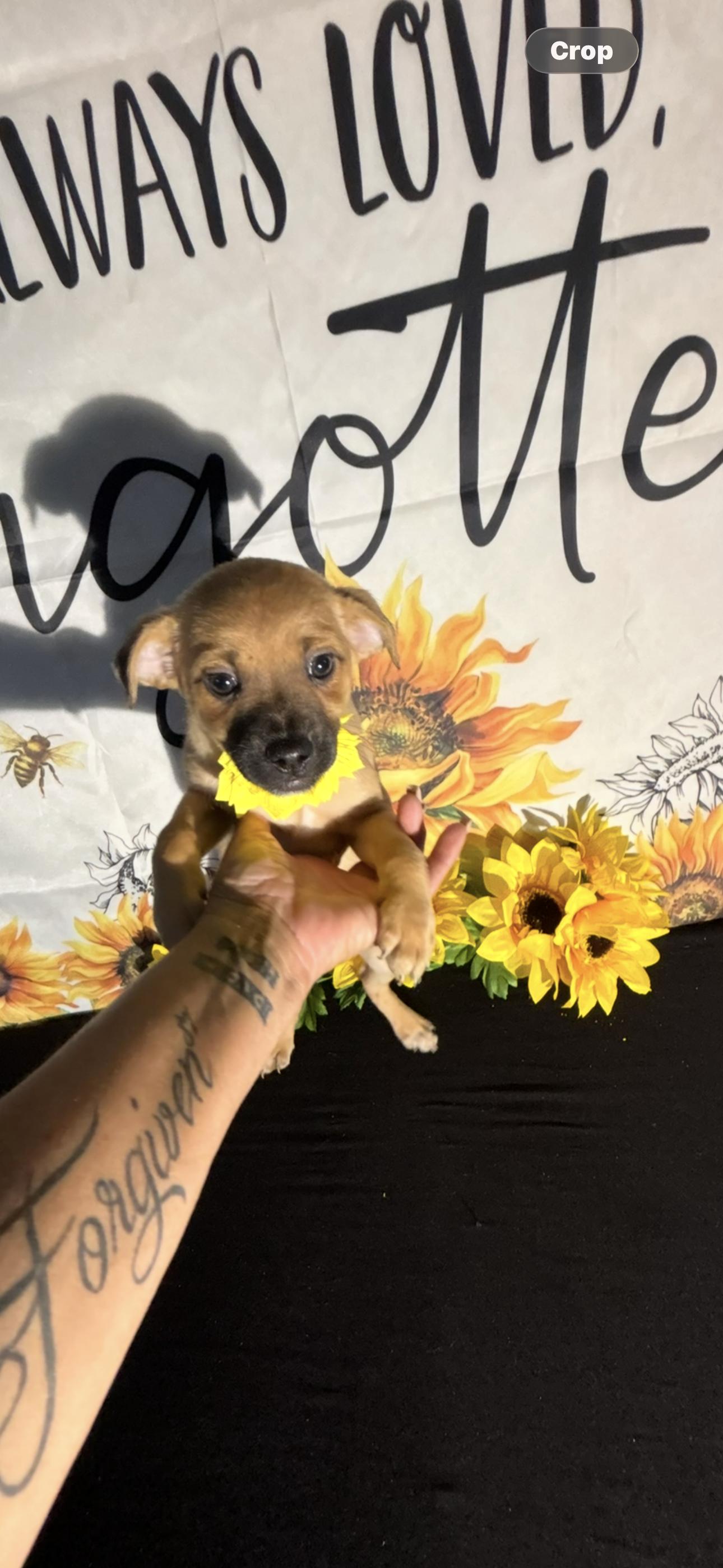 Nelly Jean, an adopted mixed breed in Cottonwood, CA image 5/5