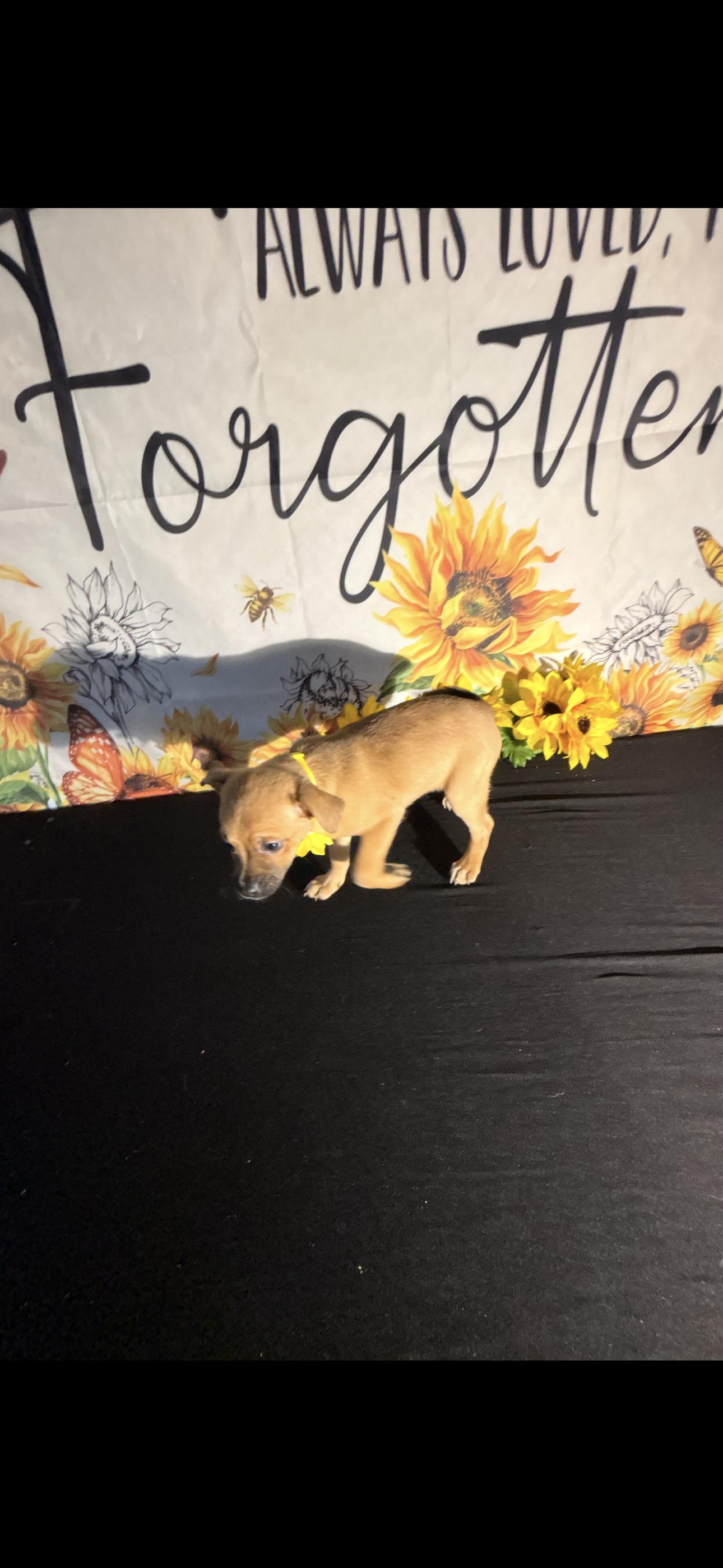 Nelly Jean, adopted, Puppy Female Chug.