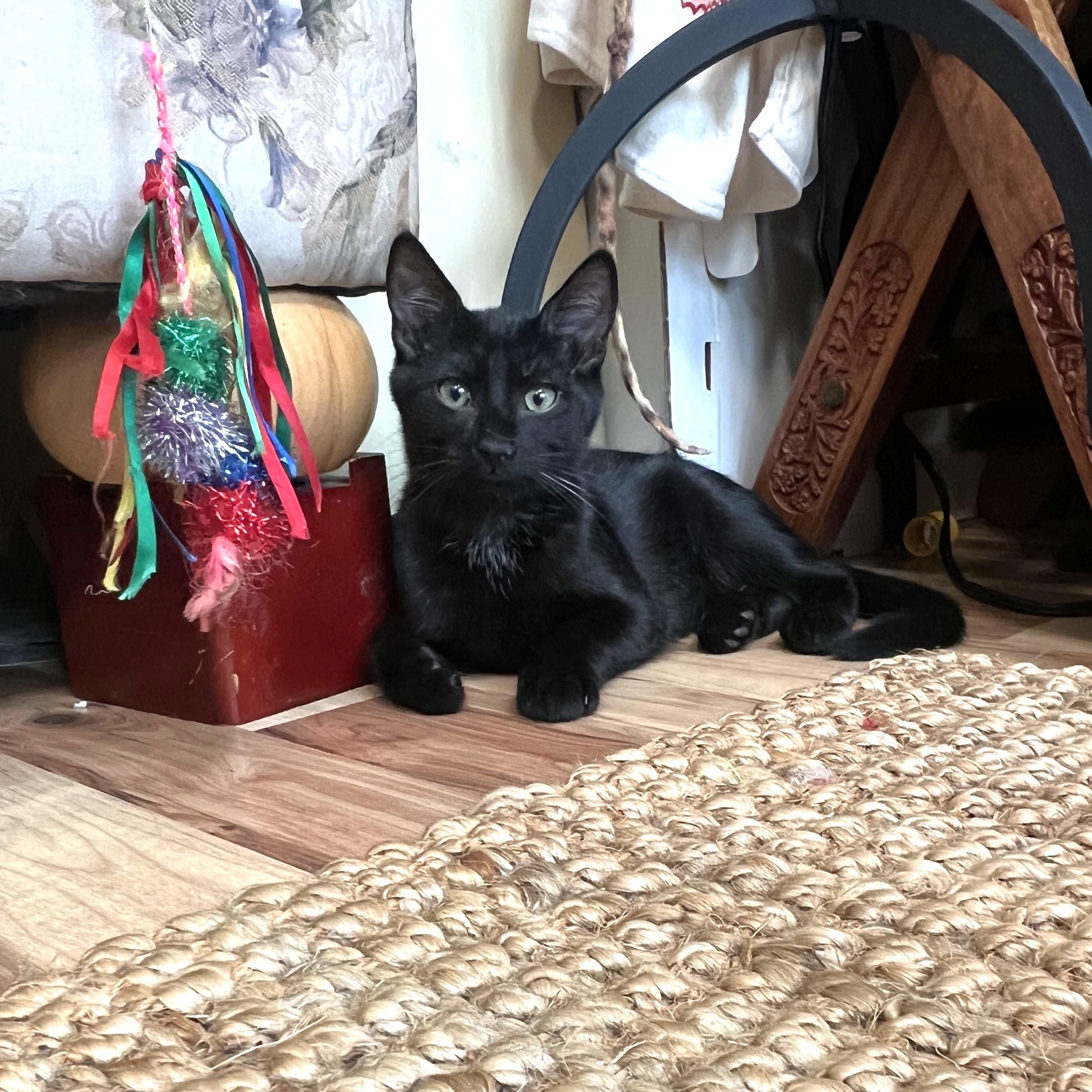Milosh, ADOPTABLE, Kitten Male Domestic Short Hair.