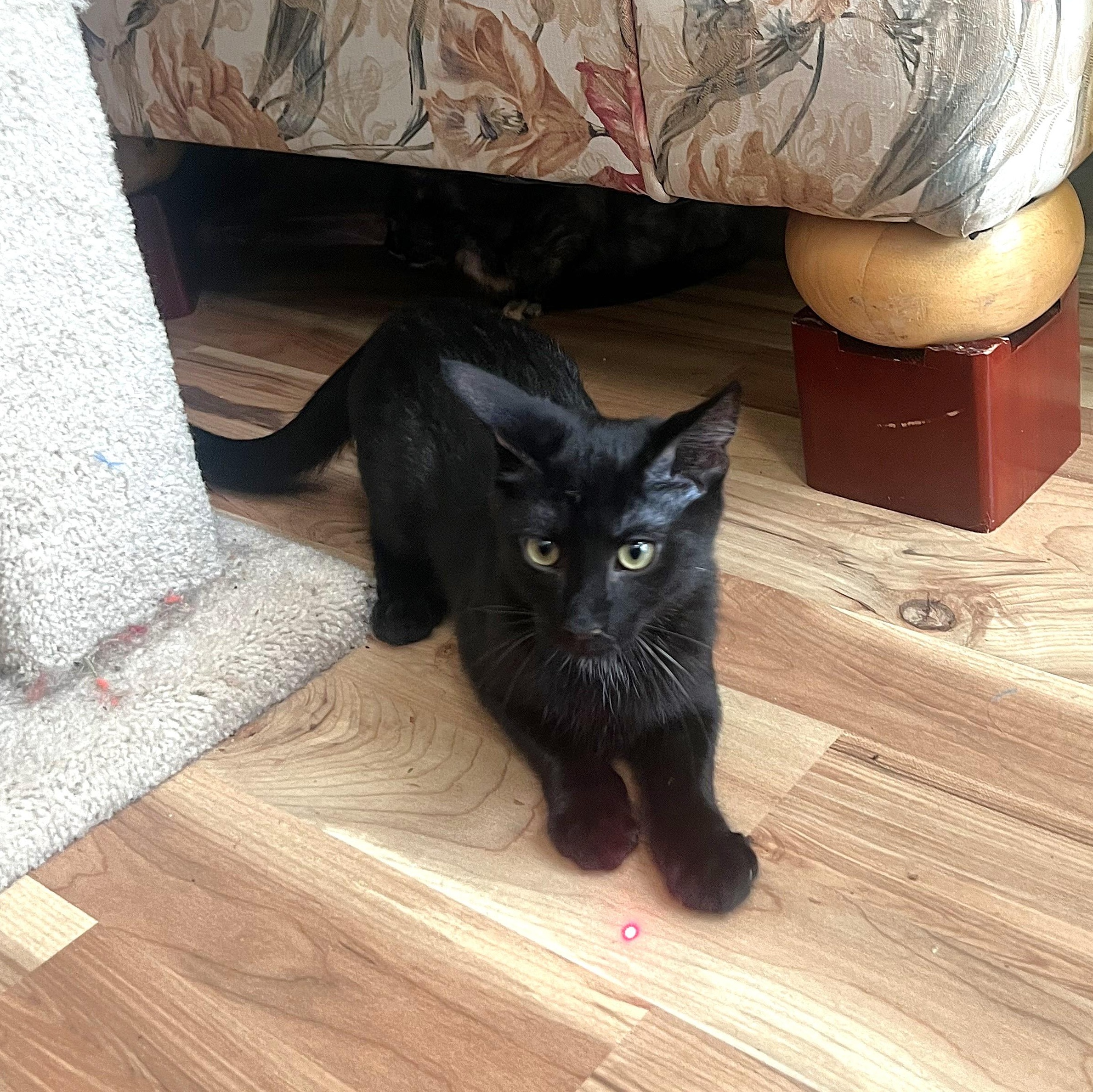 Enlarge Milosh, a ADOPTABLE Domestic Short Hair in Apex, NC image 6/6