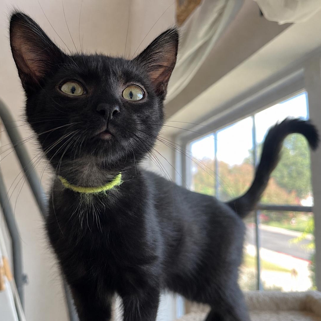 Enlarge Milosh, a ADOPTABLE Domestic Short Hair in Apex, NC image 2/6