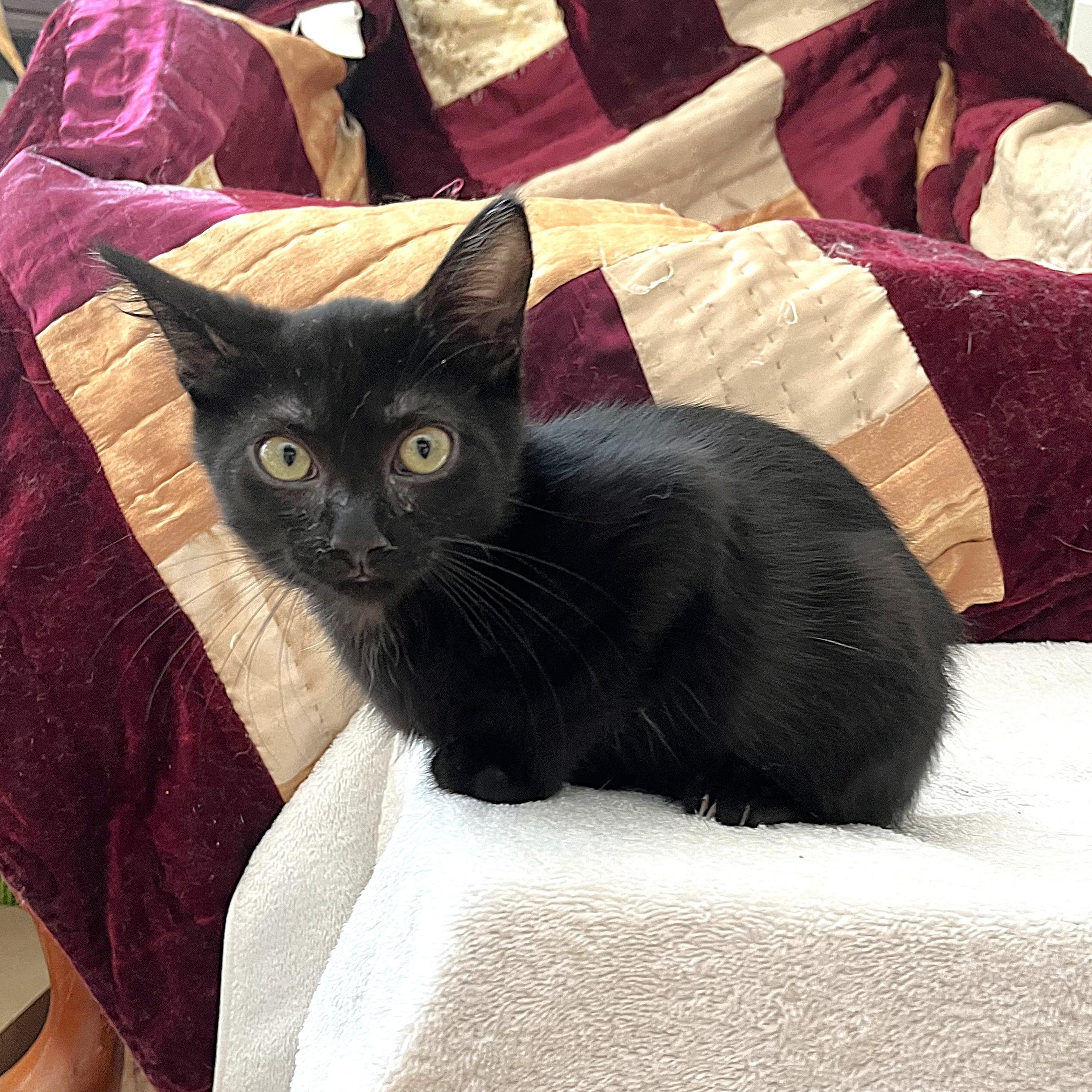 Enlarge Milosh, a ADOPTABLE Domestic Short Hair in Apex, NC image 5/6