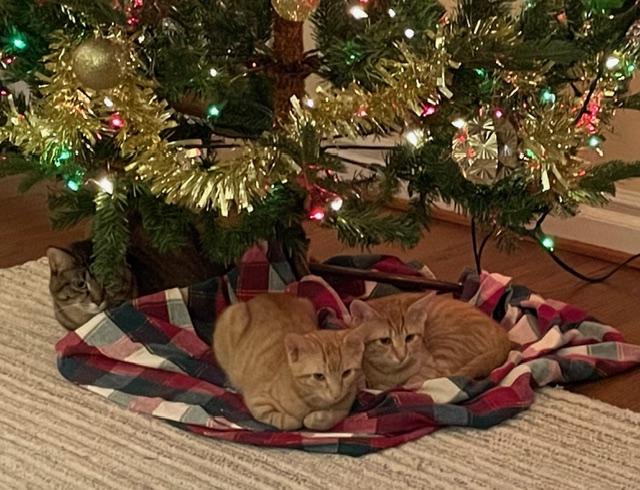 Enlarge maggie, an adopted Domestic Short Hair in Johnston, RI image 6/6