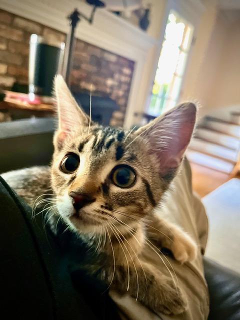 Enlarge maggie, an adopted Domestic Short Hair in Johnston, RI image 3/6