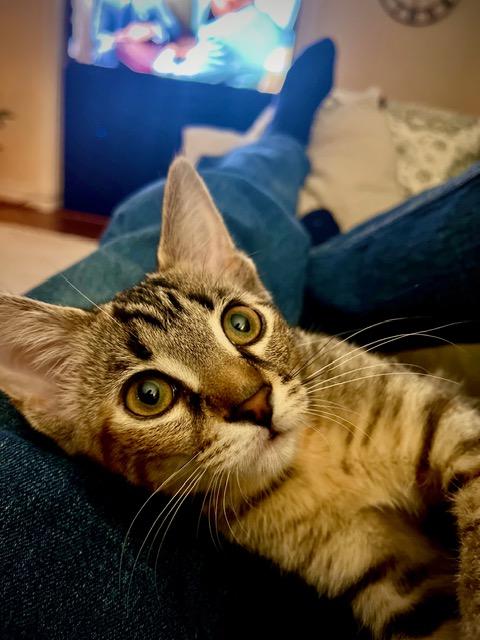 maggie, Adoptable, Kitten Female Domestic Short Hair.