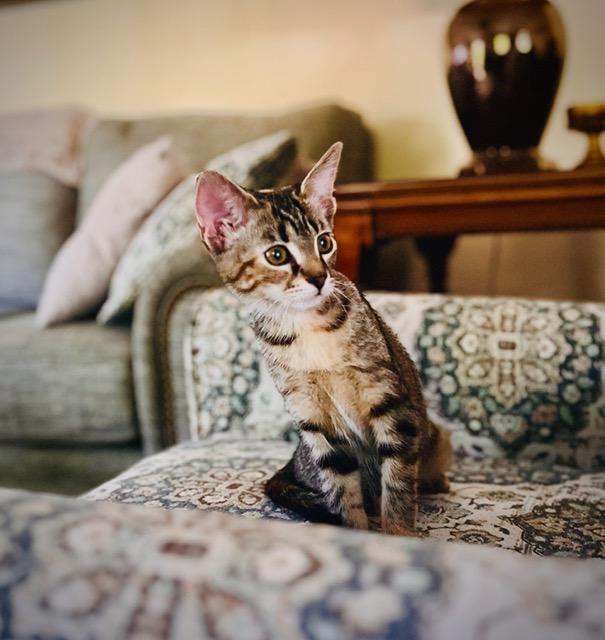 Enlarge maggie, an adopted Domestic Short Hair in Johnston, RI image 4/6