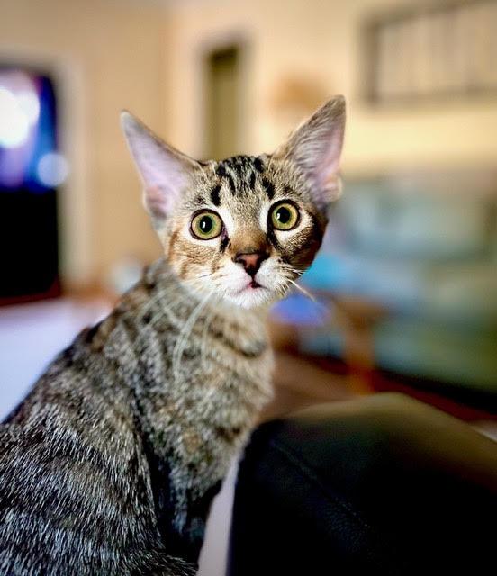 Enlarge maggie, an adopted Domestic Short Hair in Johnston, RI image 5/6