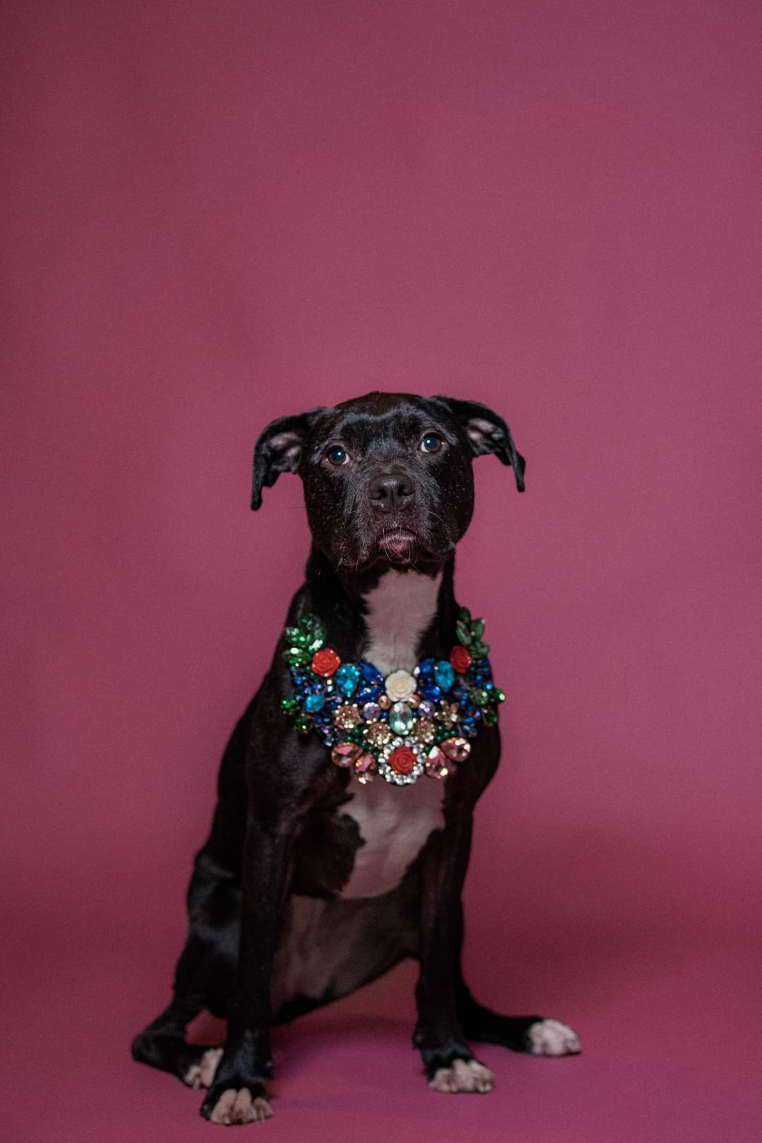 Holly. tinycauseadopt@gmail.com, a Adoptable mixed breed in Vandergrift, PA image 6/6