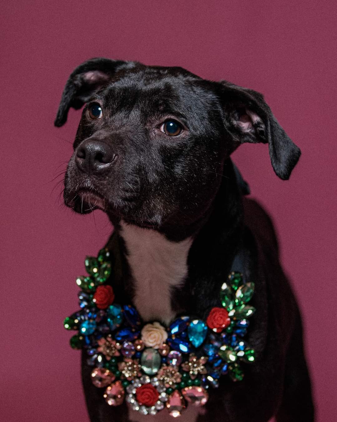 Holly.  tinycauseadopt@gmail.com, Adoptable, Adult Female Pit Bull Terrier & Boxer.