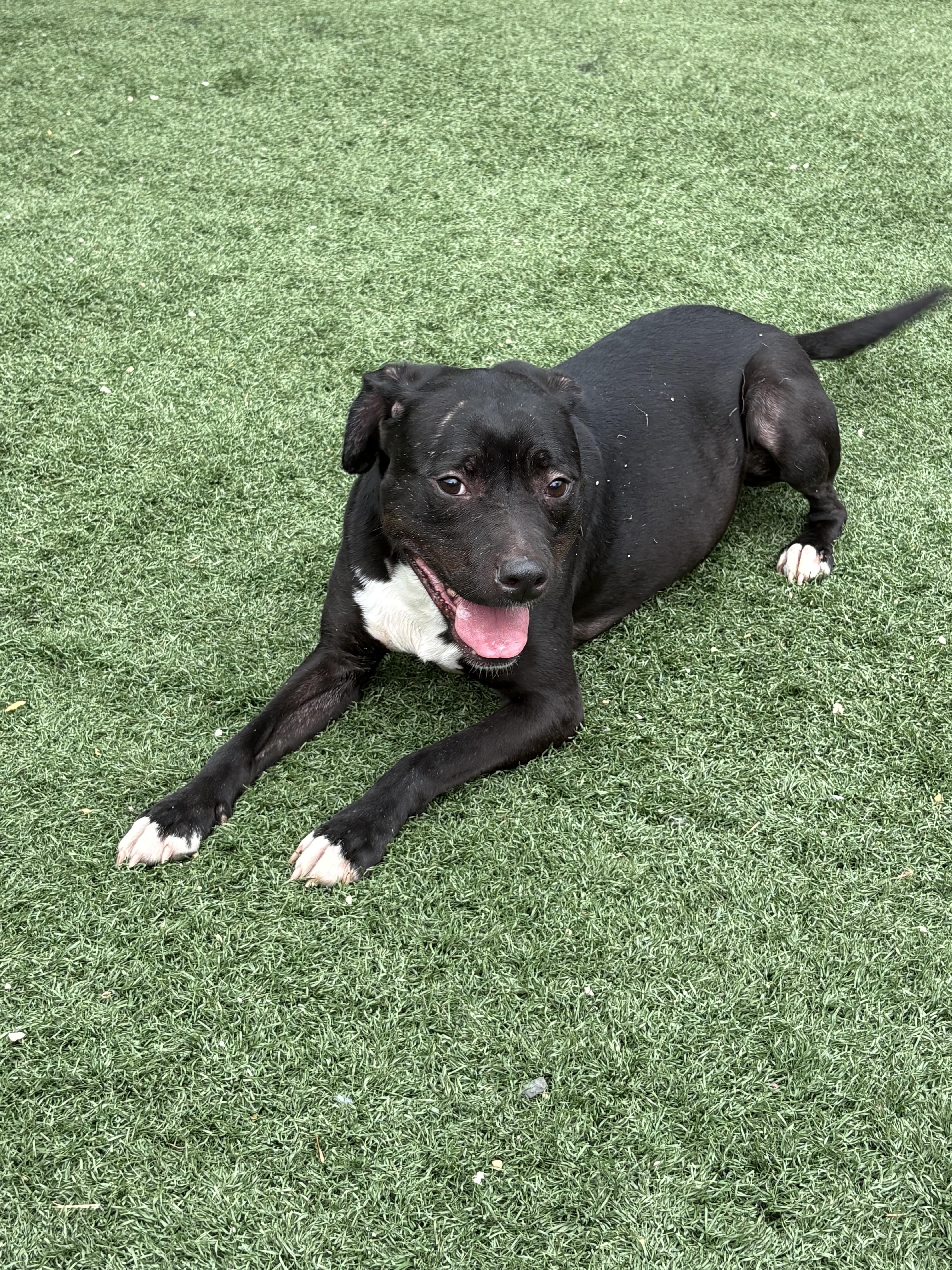 Enlarge Holly.  tinycauseadopt@gmail.com, a Adoptable mixed breed in Vandergrift, PA image 1/6