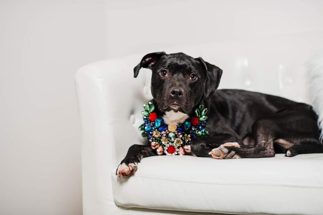 Holly. tinycauseadopt@gmail.com, a Adoptable mixed breed in Vandergrift, PA image 2/6