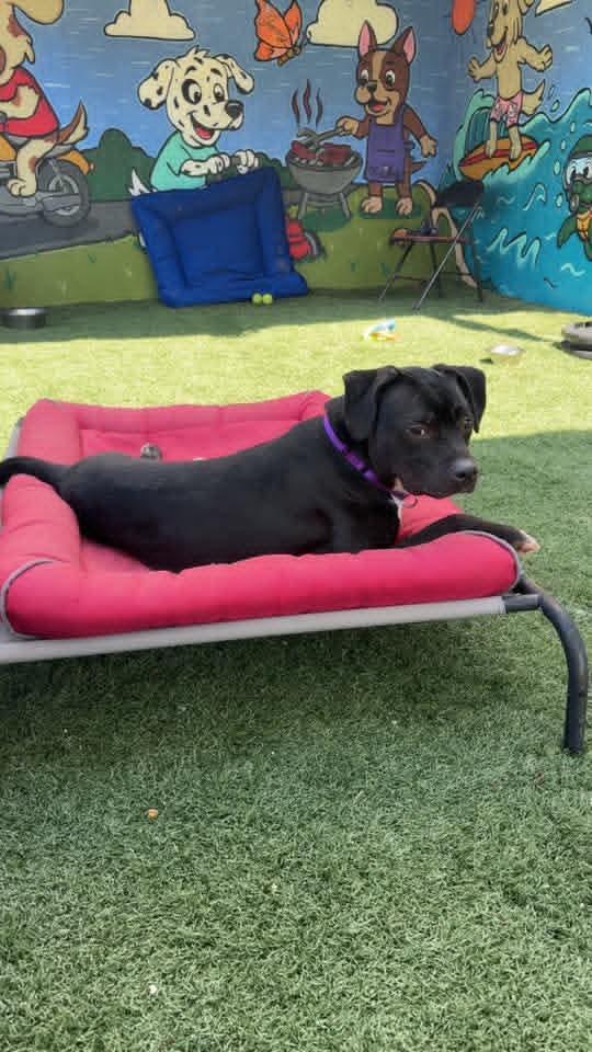 Holly. tinycauseadopt@gmail.com, a Adoptable mixed breed in Vandergrift, PA image 2/6