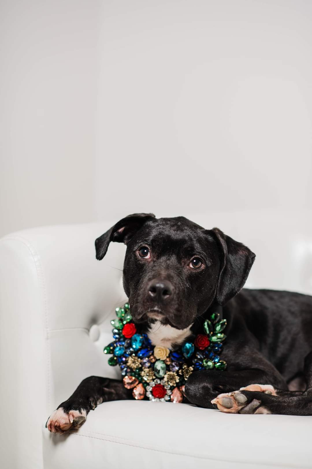 Holly. tinycauseadopt@gmail.com, a Adoptable mixed breed in Vandergrift, PA image 5/6