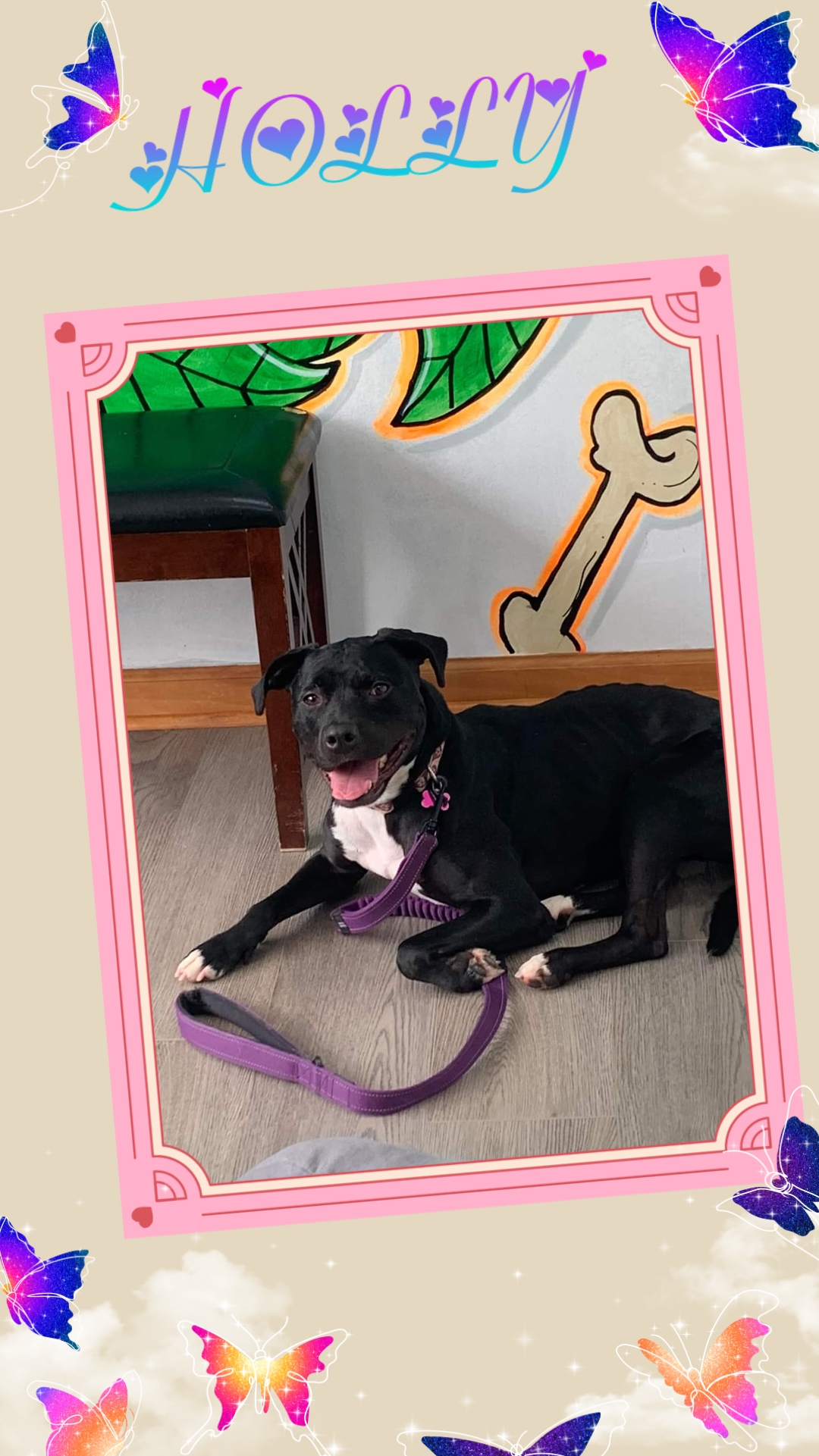 Holly. tinycauseadopt@gmail.com, a Adoptable mixed breed in Vandergrift, PA image 3/6