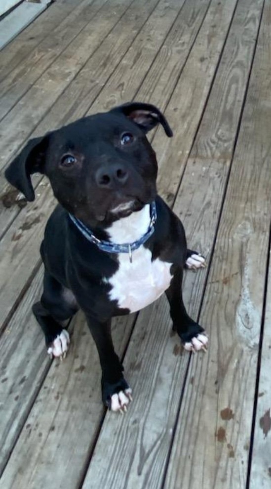 Holly. tinycauseadopt@gmail.com, a Adoptable mixed breed in Vandergrift, PA image 1/6