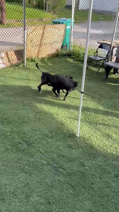 Enlarge Holly.  tinycauseadopt@gmail.com, a Adoptable mixed breed in Vandergrift, PA video 6/6