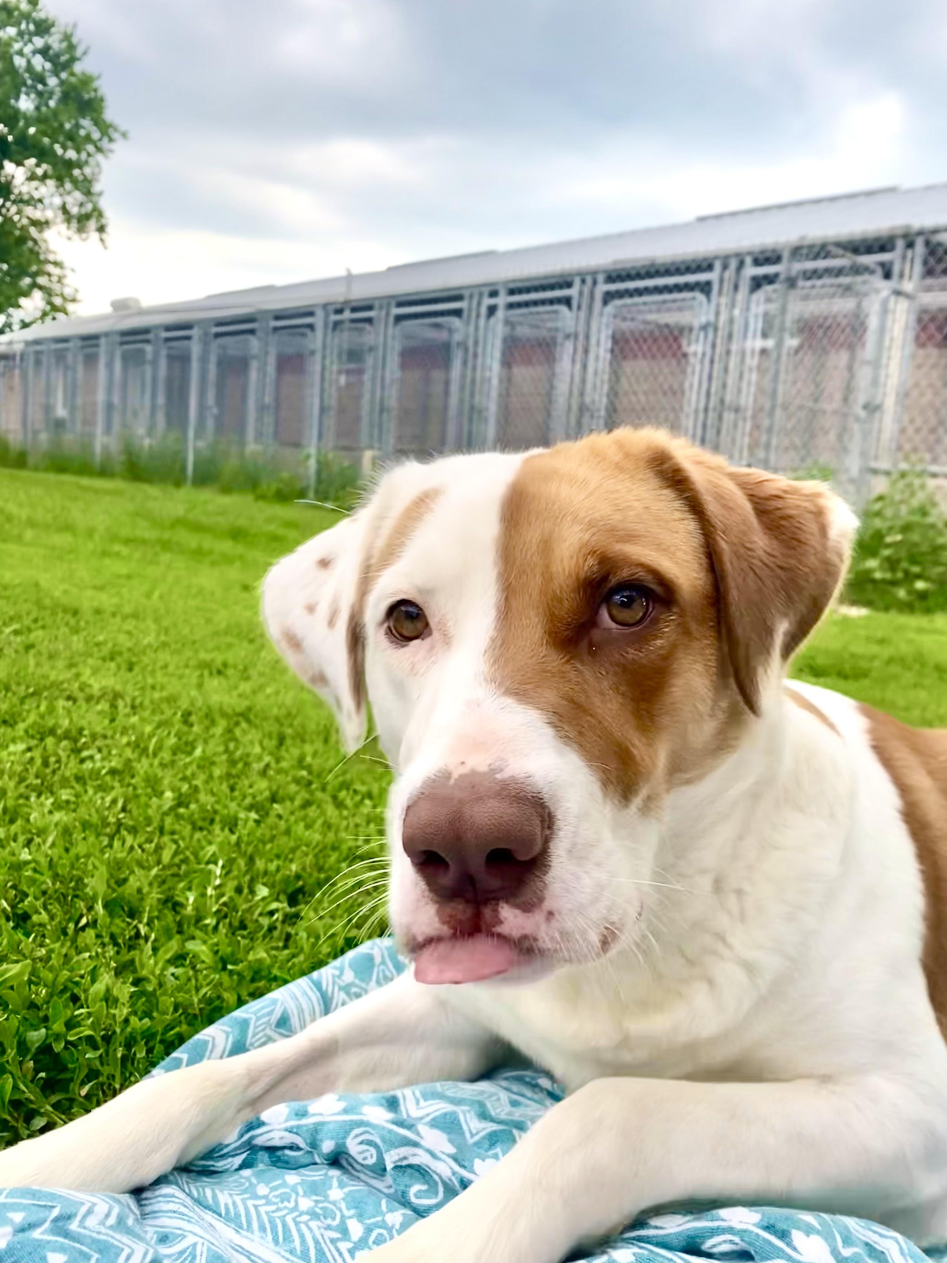 Enlarge Elsa, a Adoptable mixed breed in Ilderton, ON image 2/4