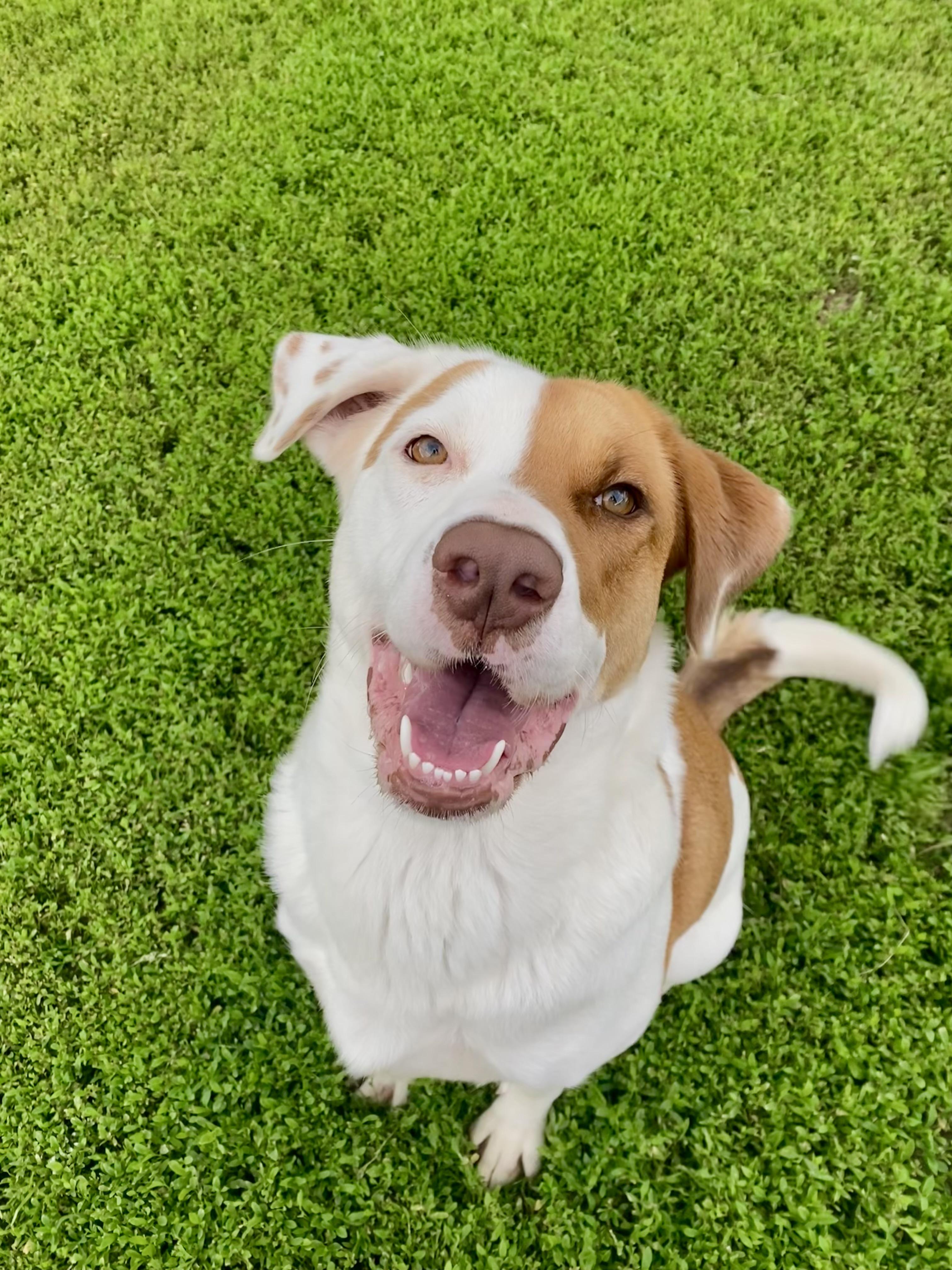 Elsa, Adoptable, Adult Female Hound & Labrador Retriever.