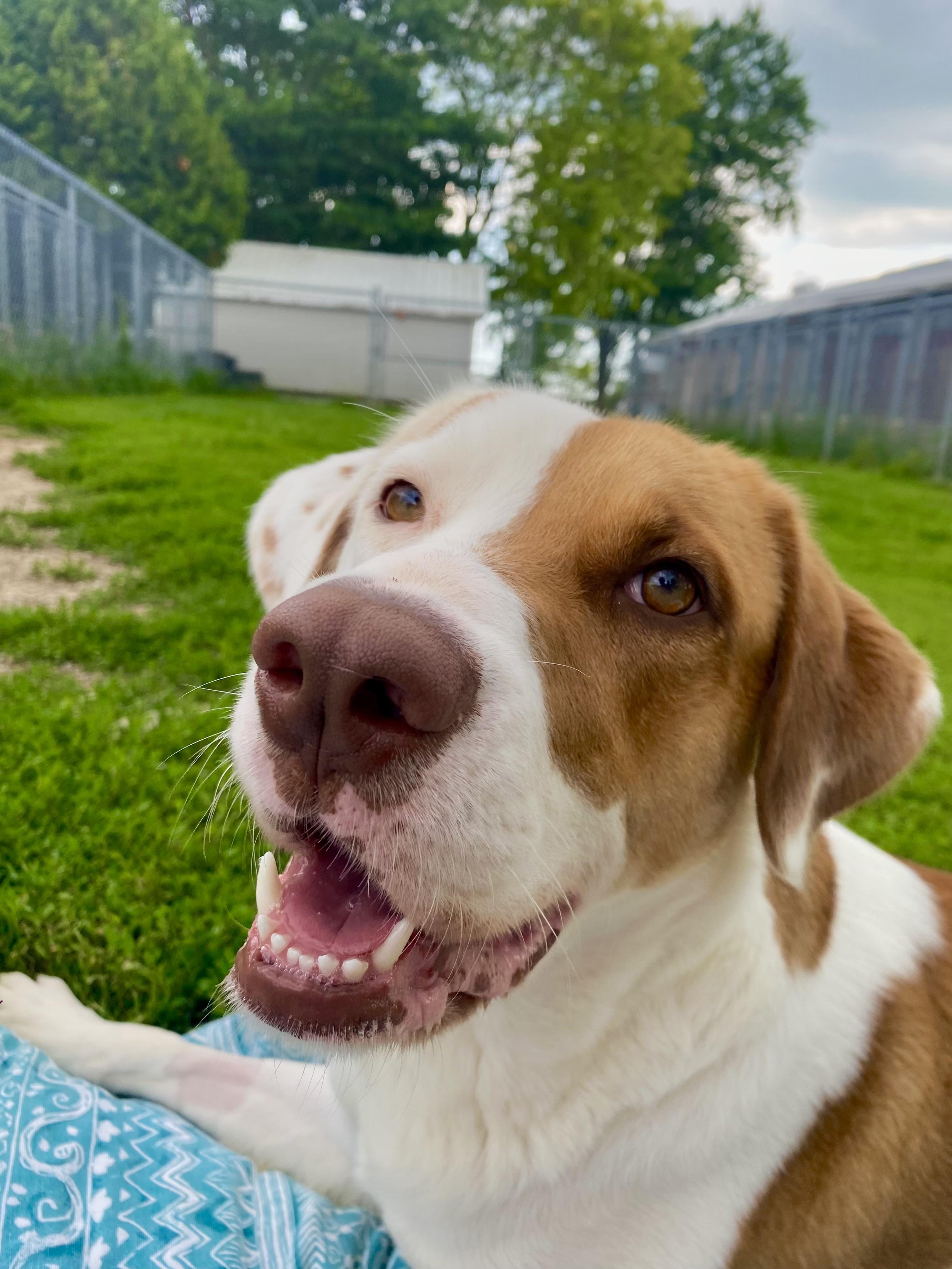 Enlarge Elsa, a Adoptable mixed breed in Ilderton, ON image 4/4