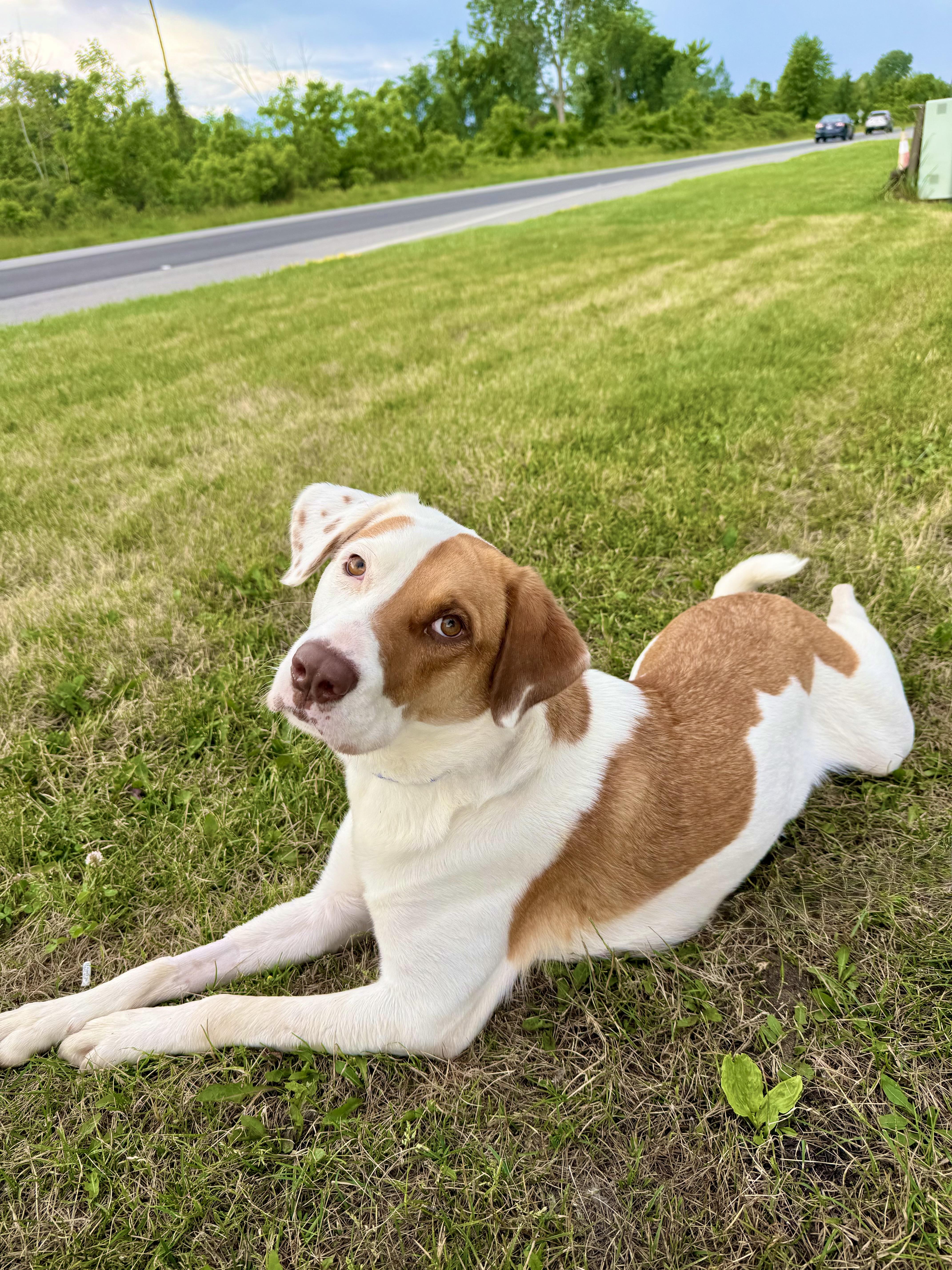 Enlarge Elsa, a Adoptable mixed breed in Ilderton, ON image 3/4