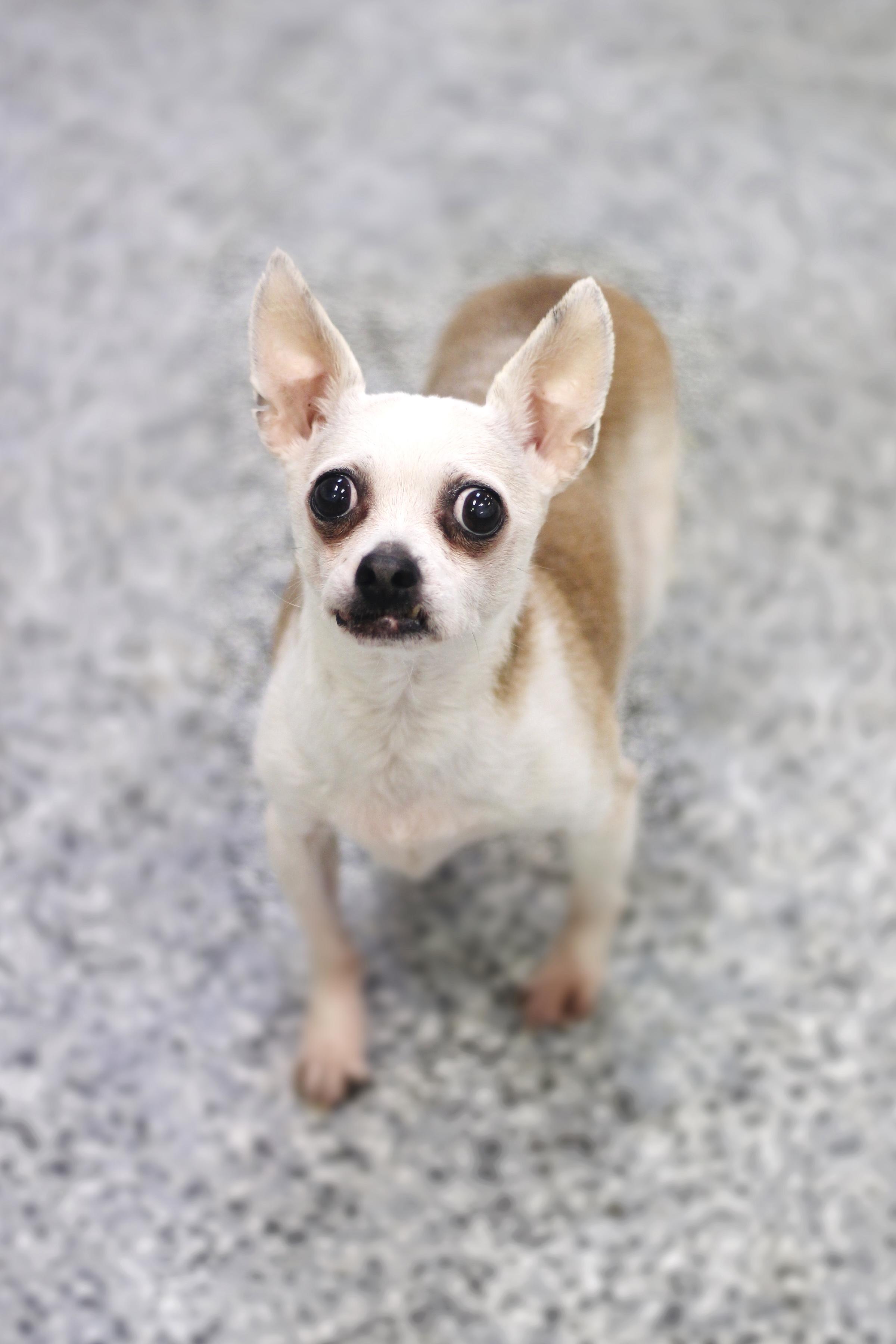 Eastwood in NH! Come Meet our Adoptable Dogs Wednesday-Sunday. More info in Bio!, Adoptable, Senior Male Chihuahua.